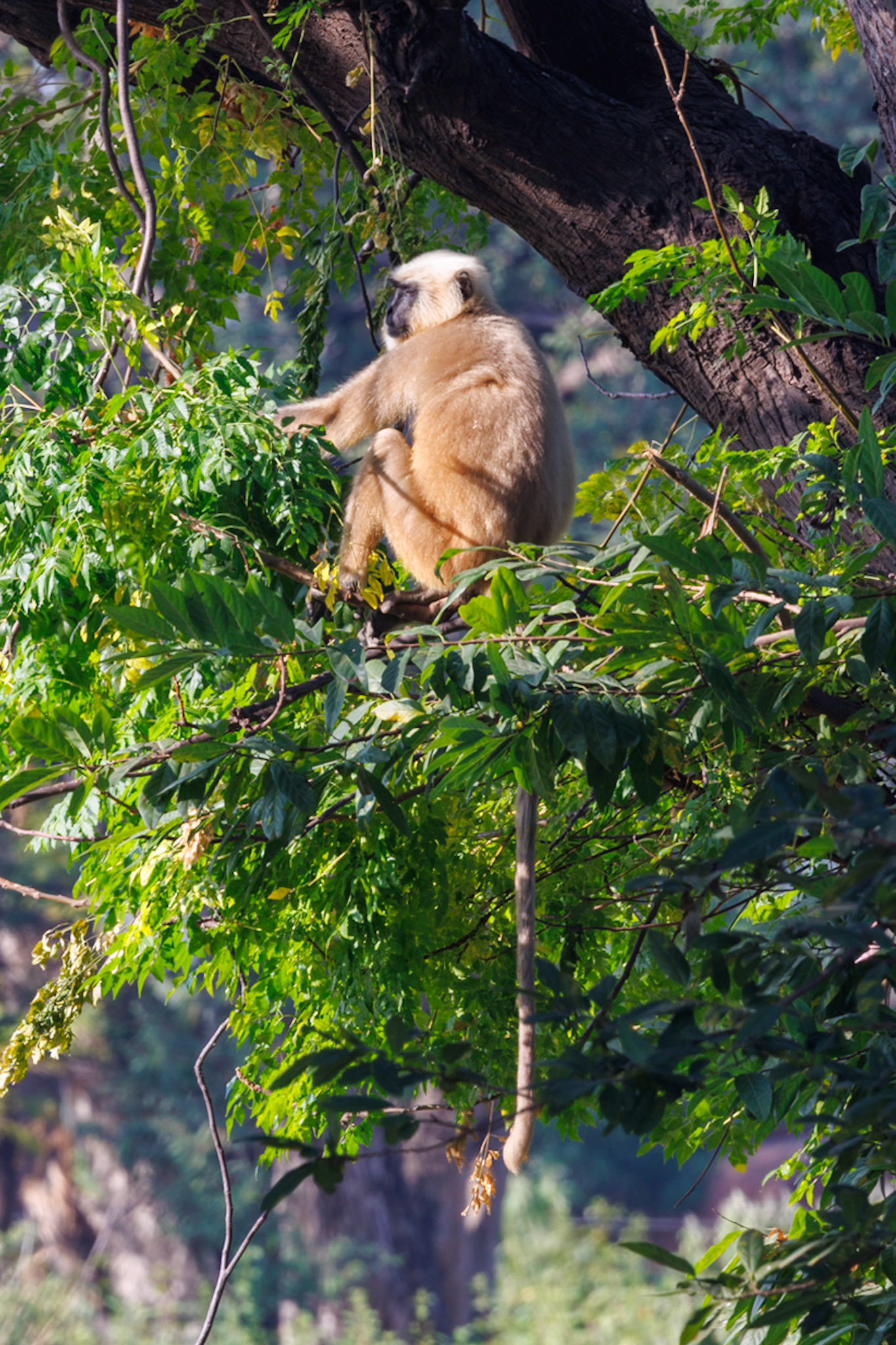 Langur Monkey__2025-12-01__Canon__Canon EOS R3__ RF100-500mm F4.5-7.1 L IS USM__f/14__1/50 sec____Dhela FRH__India__29°24'52.452" N 78°59'50.7264" E