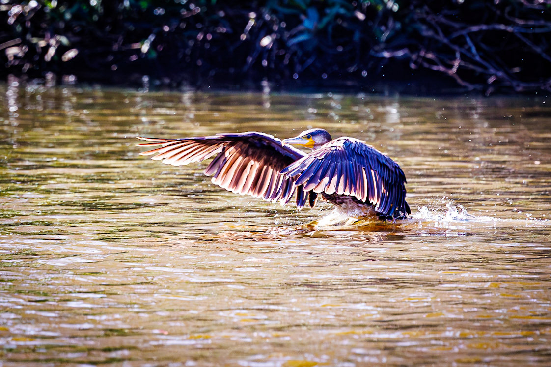 Great Cormorant__2026-03-21__Canon__Canon EOS R3__ RF100-500mm F4.5-7.1 L IS USM__f/7.1__1/2000 sec__Broad Ride__Borough of Runnymede__England__51°24'53.376" N 0°35'28.836" W