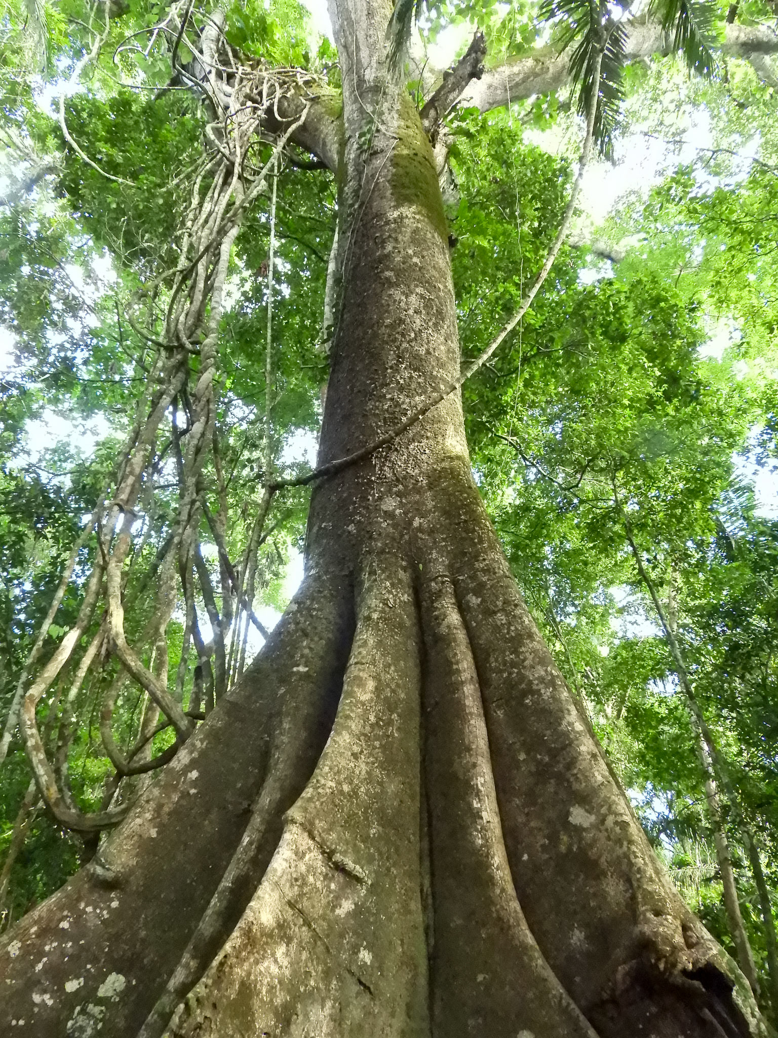 _2018-11-04__Coolpix B700__ __f/3.3__1/320 sec____Tambopata__Peru__12°36'8.8452" S 69°3'48.33" W_