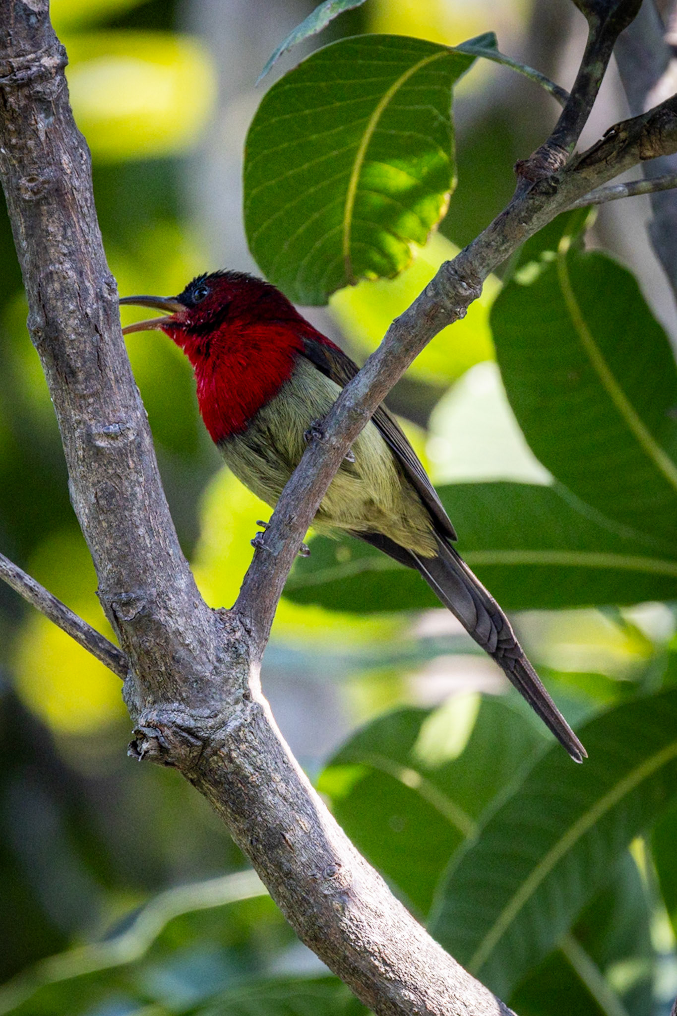 Crimson Sunbird__2025-12-01__Canon__Canon EOS R3__ RF100-500mm F4.5-7.1 L IS USM__f/7.1__1/1000 sec__Ghoji__Sult__India__29°34'0.7068" N 79°6'36.4752" E