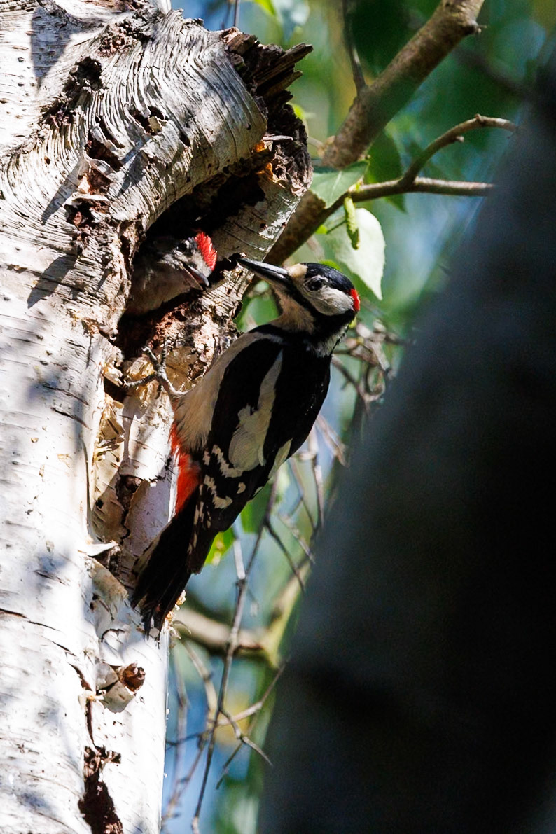Great Spotted Woodpecker__27/05/2026 14:59:10.970__Canon__Canon EOS R3__ RF100-500mm F4.5-7.1 L IS USM__f/7.1__1/2500 sec__Old School Court__Wraysbury__England__51°27'18.9828" N 0°33'19.3788" W