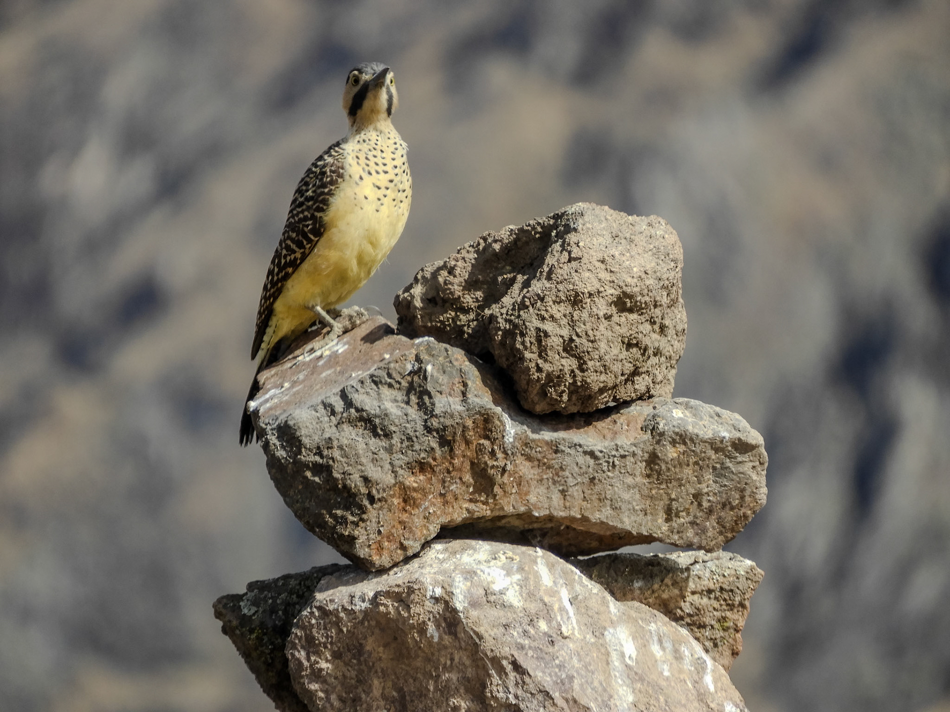 2018-10-28 08:53:52__f/5.6_1/400 sec_Carretera Longitudinal del Colca_Cabanaconde_Peru_15°36'28.8972" S 71°53'43.7892" W