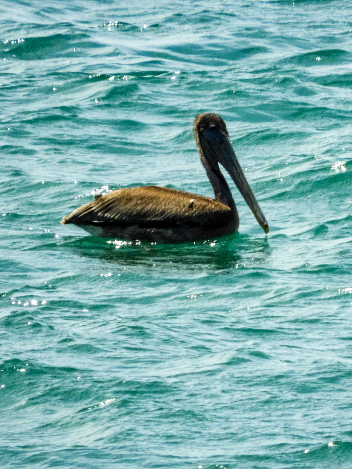 Pelican__2018-10-22__Nikon__Coolpix B700__ __f/6.5__1/500 sec________