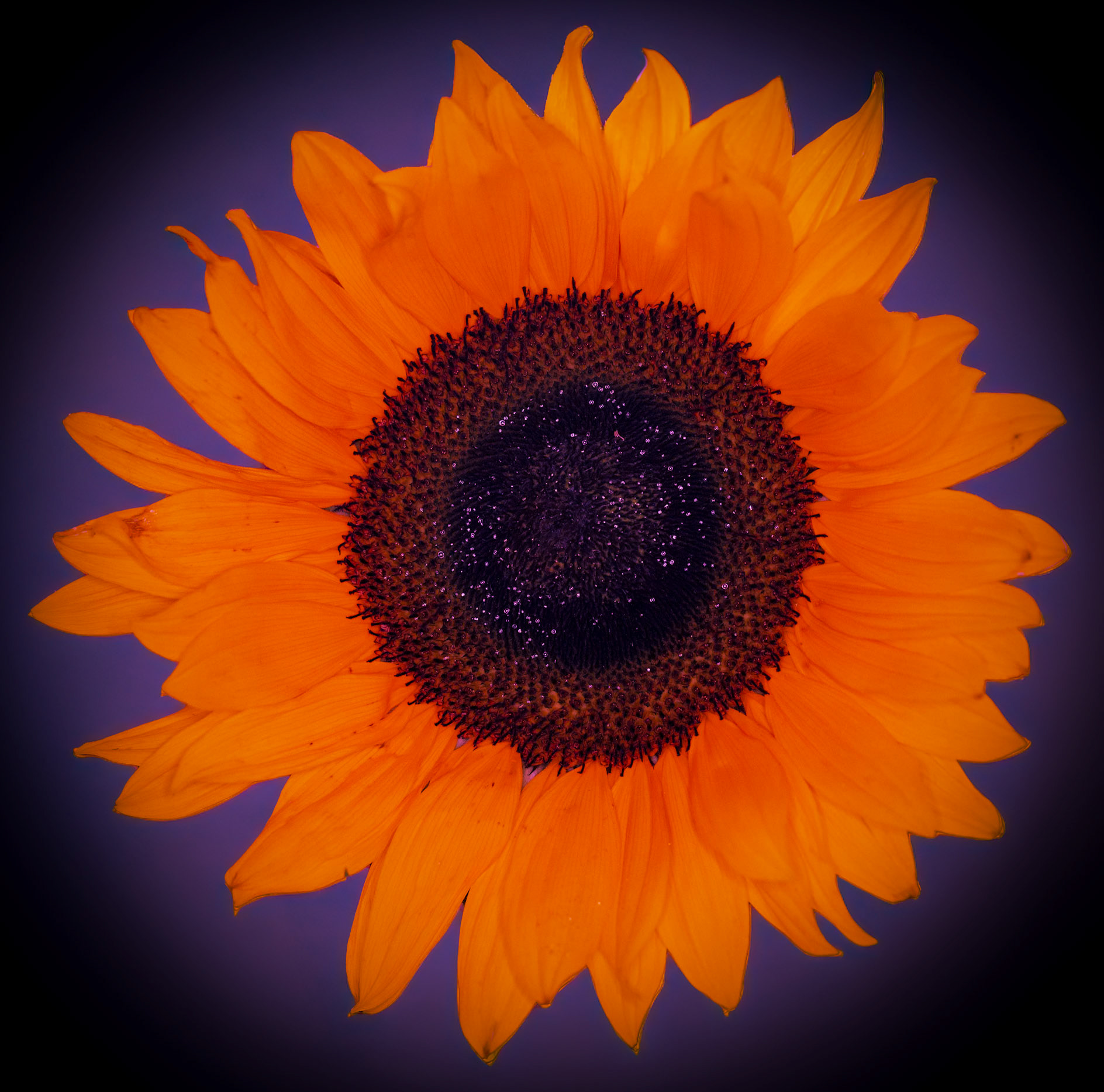 2024-07-10 11:41:15_EF100mm f/2.8L Macro IS USM_f/6.3_1/125 sec_Sunflower_____