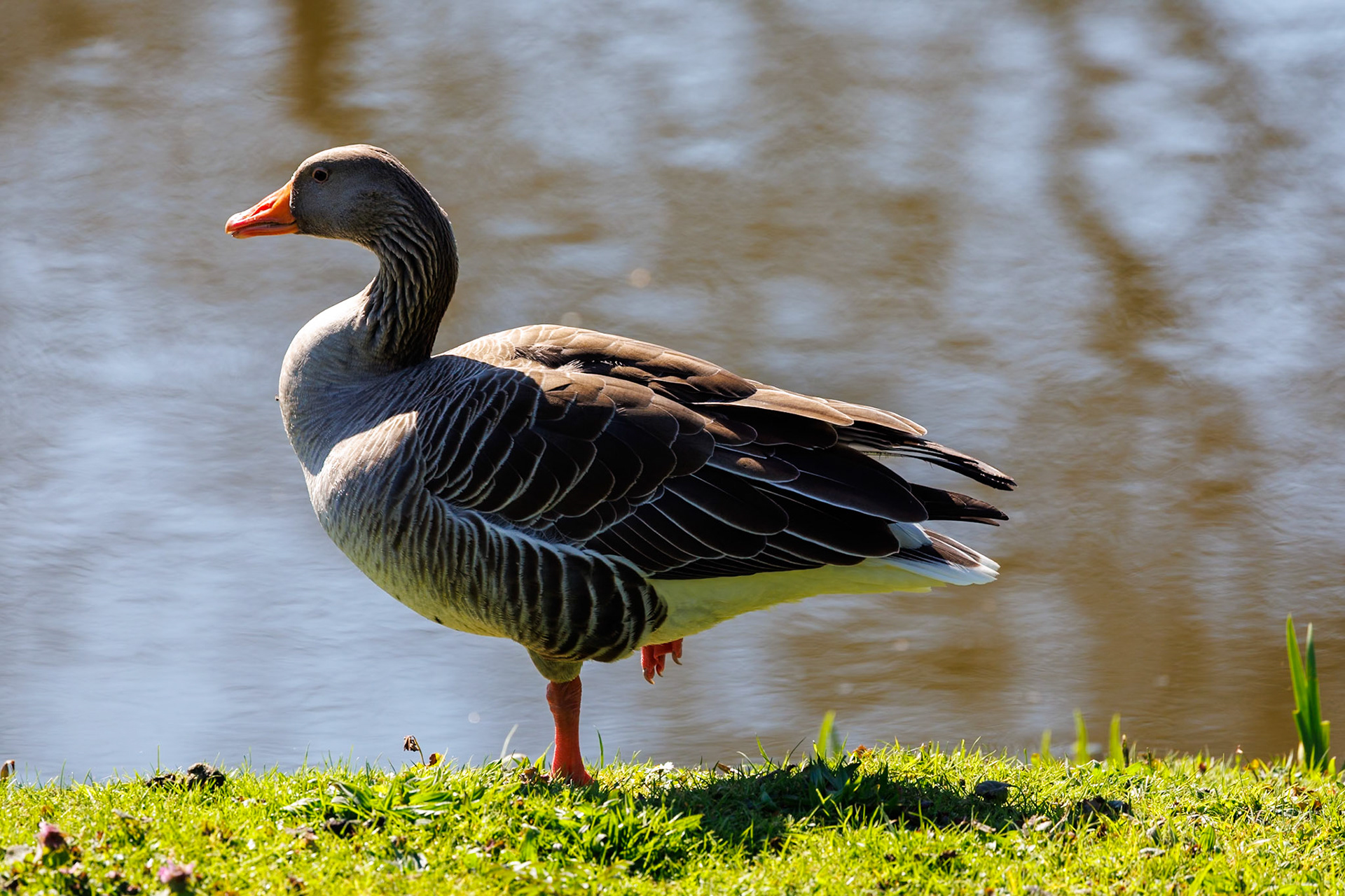 Greylag Goose__2026-03-18__Canon__Canon EOS R3__ RF100-500mm F4.5-7.1 L IS USM__f/7.1__1/500 sec__Pains Hill__Elmbridge__England__51°19'40.488" N 0°25'48.396" W