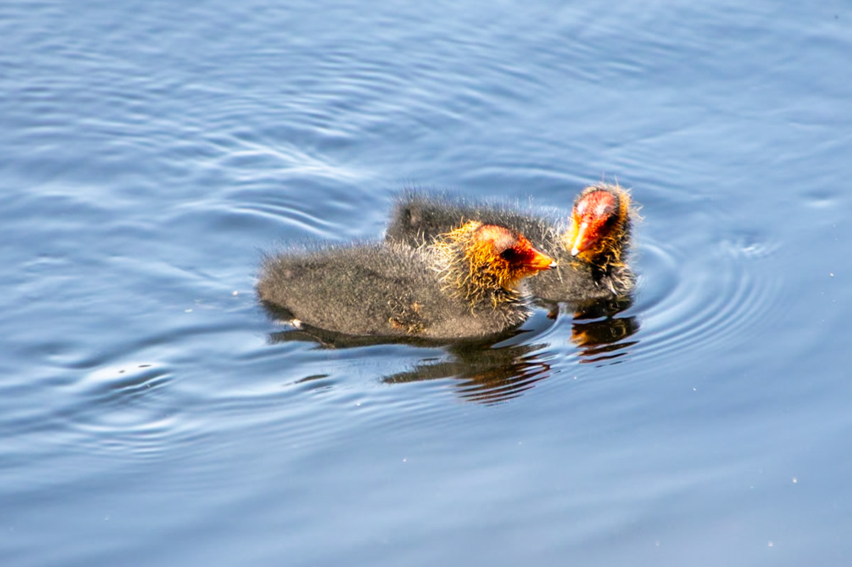 Coot chicks__2023-06-13__Canon__Canon EOS 5D Mark IV__ TAMRON 28-300mm F/3.5-6.3 Di VC PZD A010__f/6.3__1/250 sec__Rhododendron Ride__Borough of Runnymede__England__51°25'22.2888" N 0°35'42.4212" W