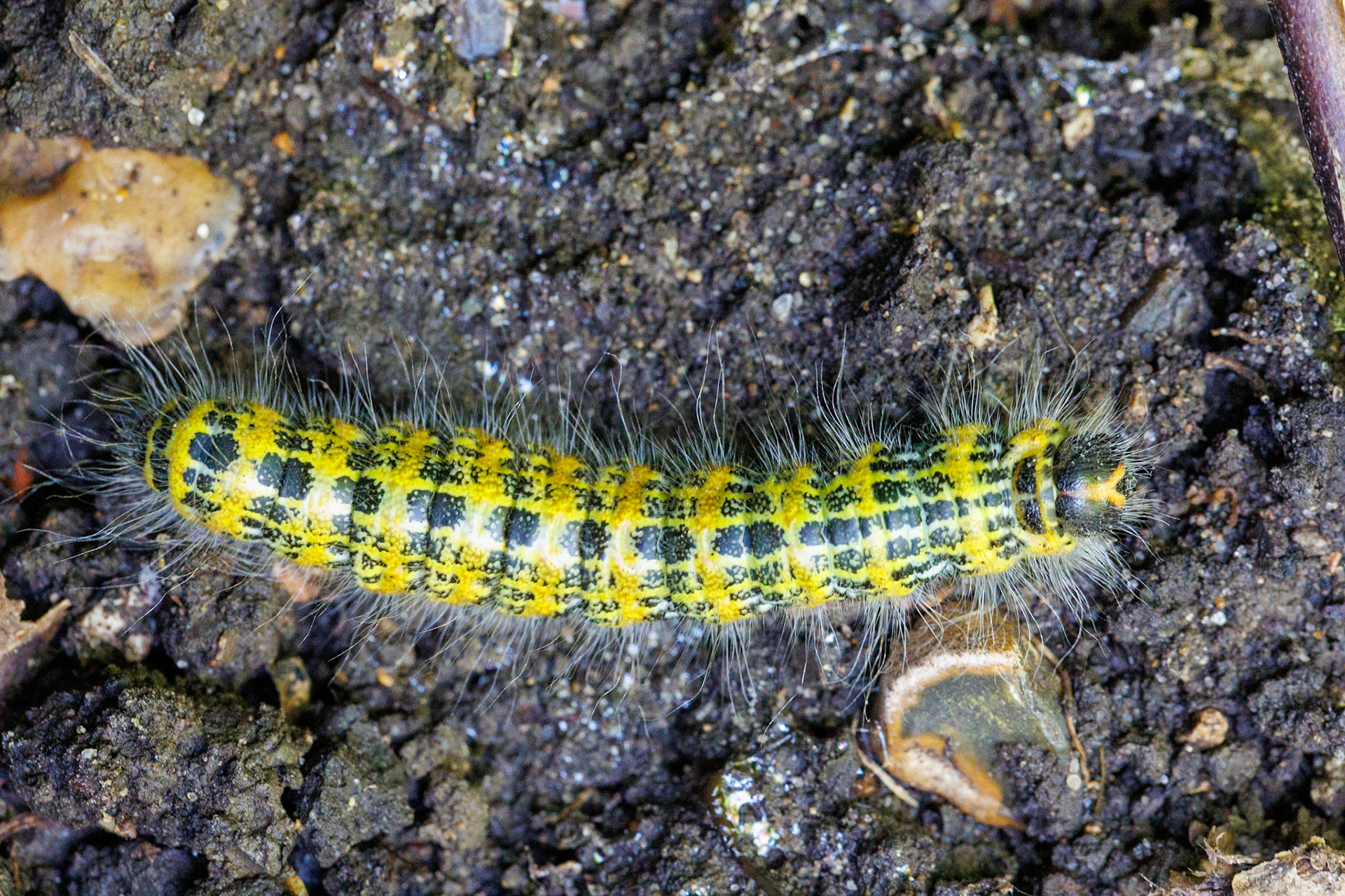 Buff-tip Moth Caterpillar__2024-08-16__Canon__Canon EOS R3__ EF100mm f/2.8L Macro IS USM__f/10__1/125 sec________