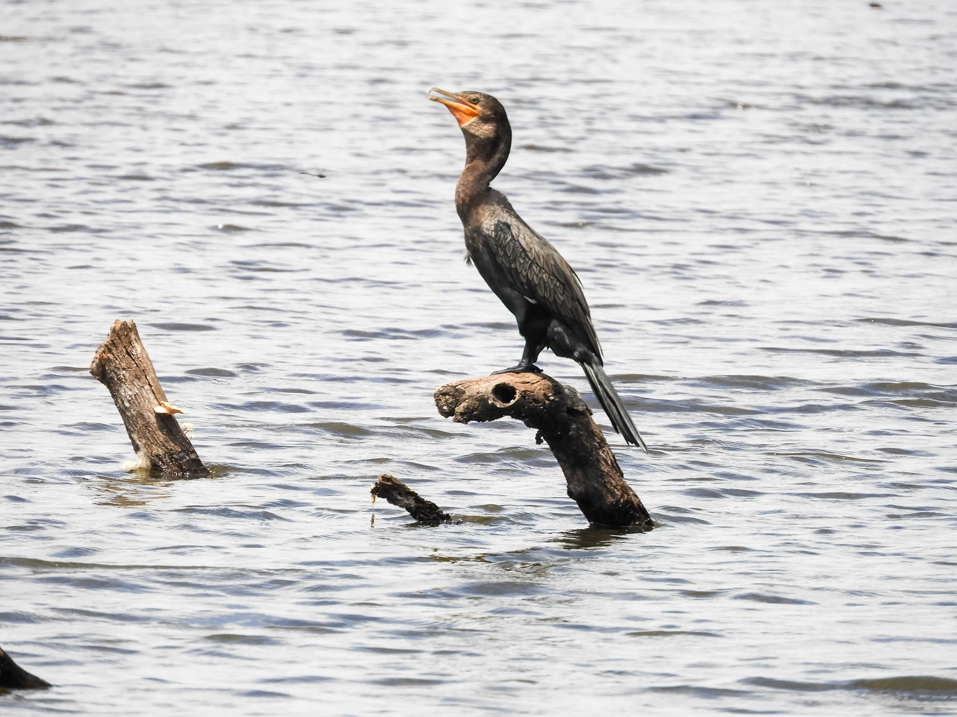 Double-crested Cormorant__2018-11-04__Nikon__Coolpix B700__ __f/5.6__1/640 sec____Tambopata__Peru__12°36'14.6988" S 69°2'15.3708" W