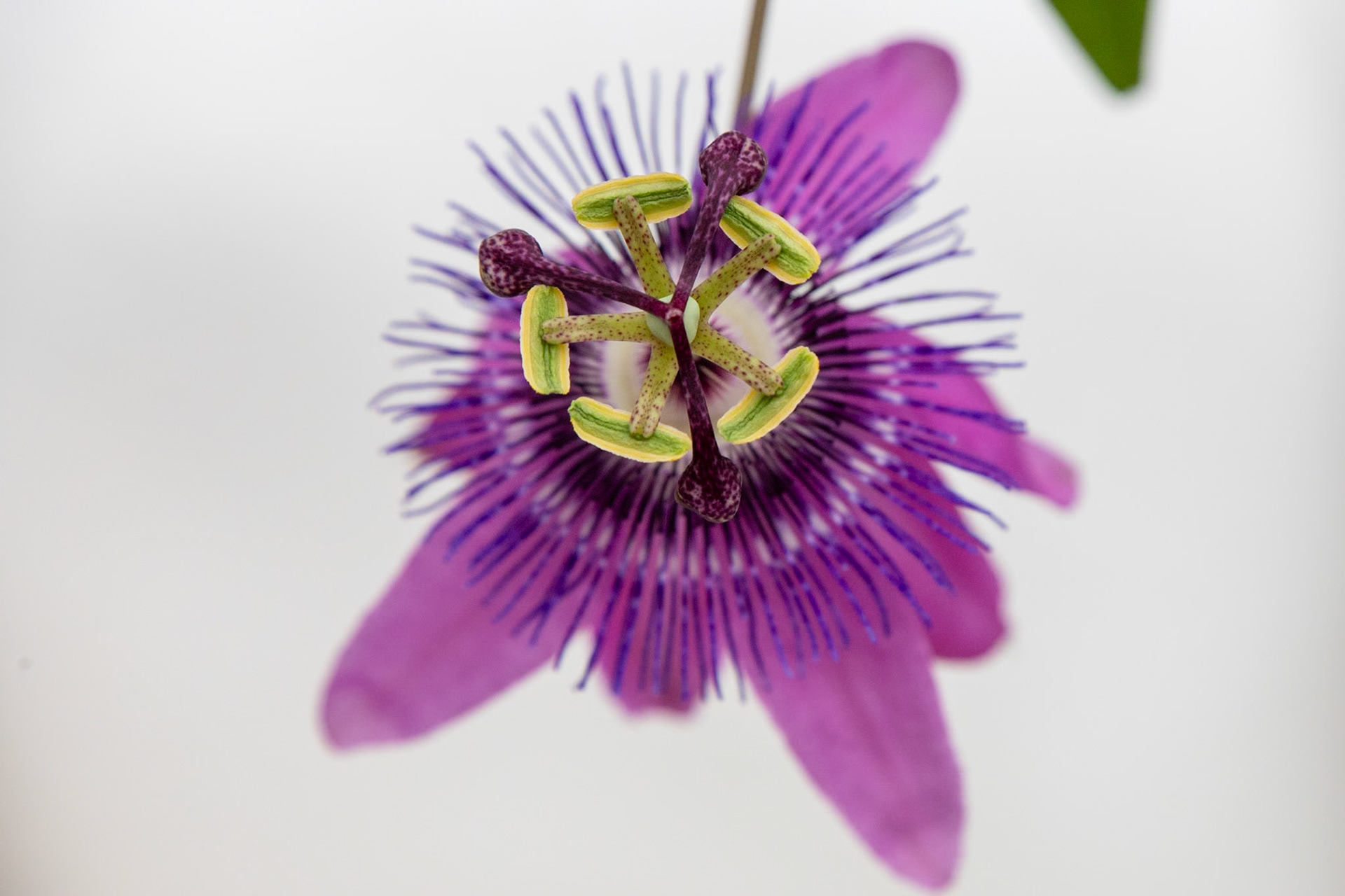 2023-08-31 15:52:48_TAMRON 28-300mm F/3.5-6.3 Di VC PZD A010_f/9_1/320 sec_Passiflora caerulea – Blue Passionflower  _Staines Road_Wraysbury_England_51°27'17.946" N 0°33'17.8488" W