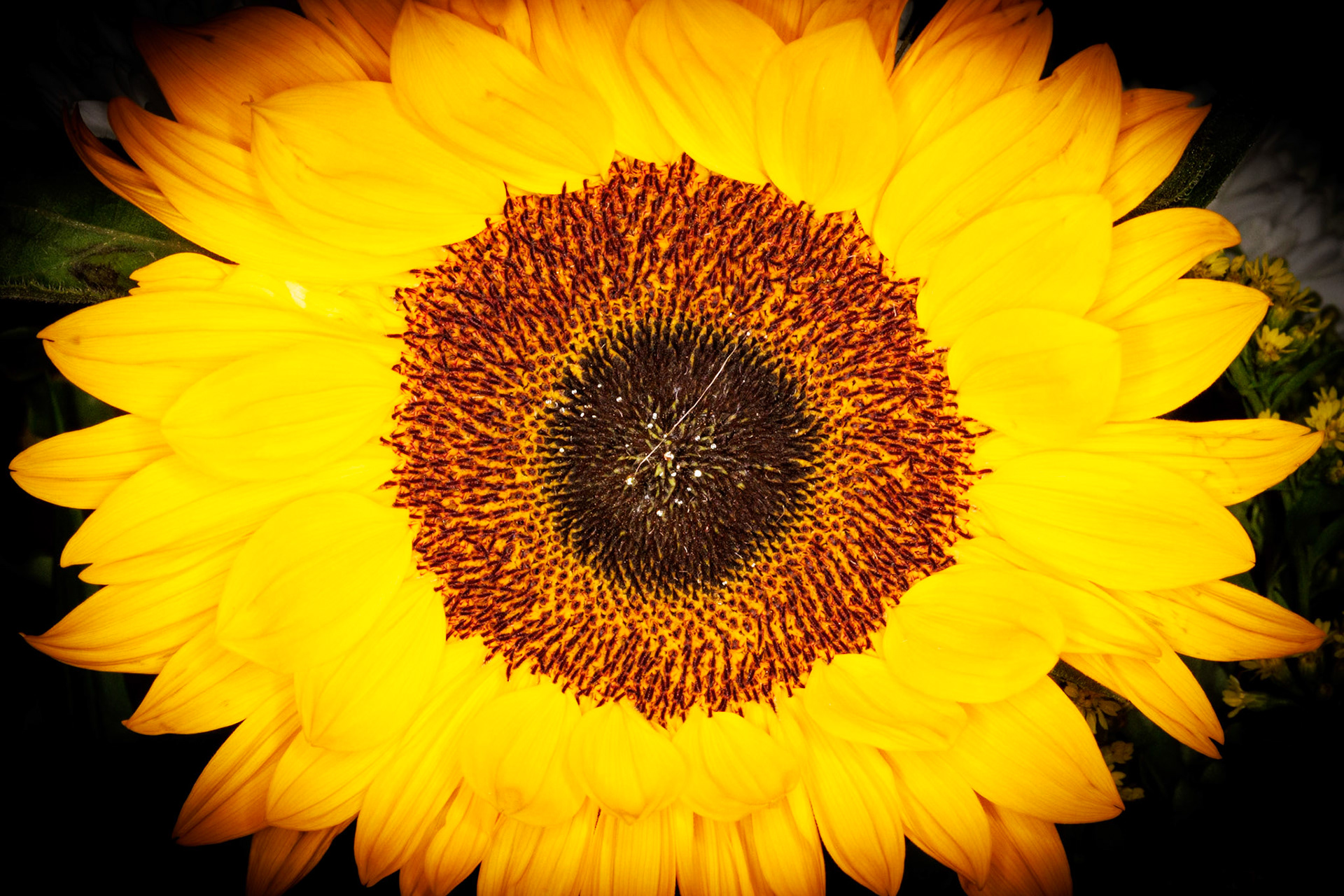 _2024-07-08__Canon__Canon EOS R3__ EF100mm f/2.8L Macro IS USM__f/29__1/60 sec________