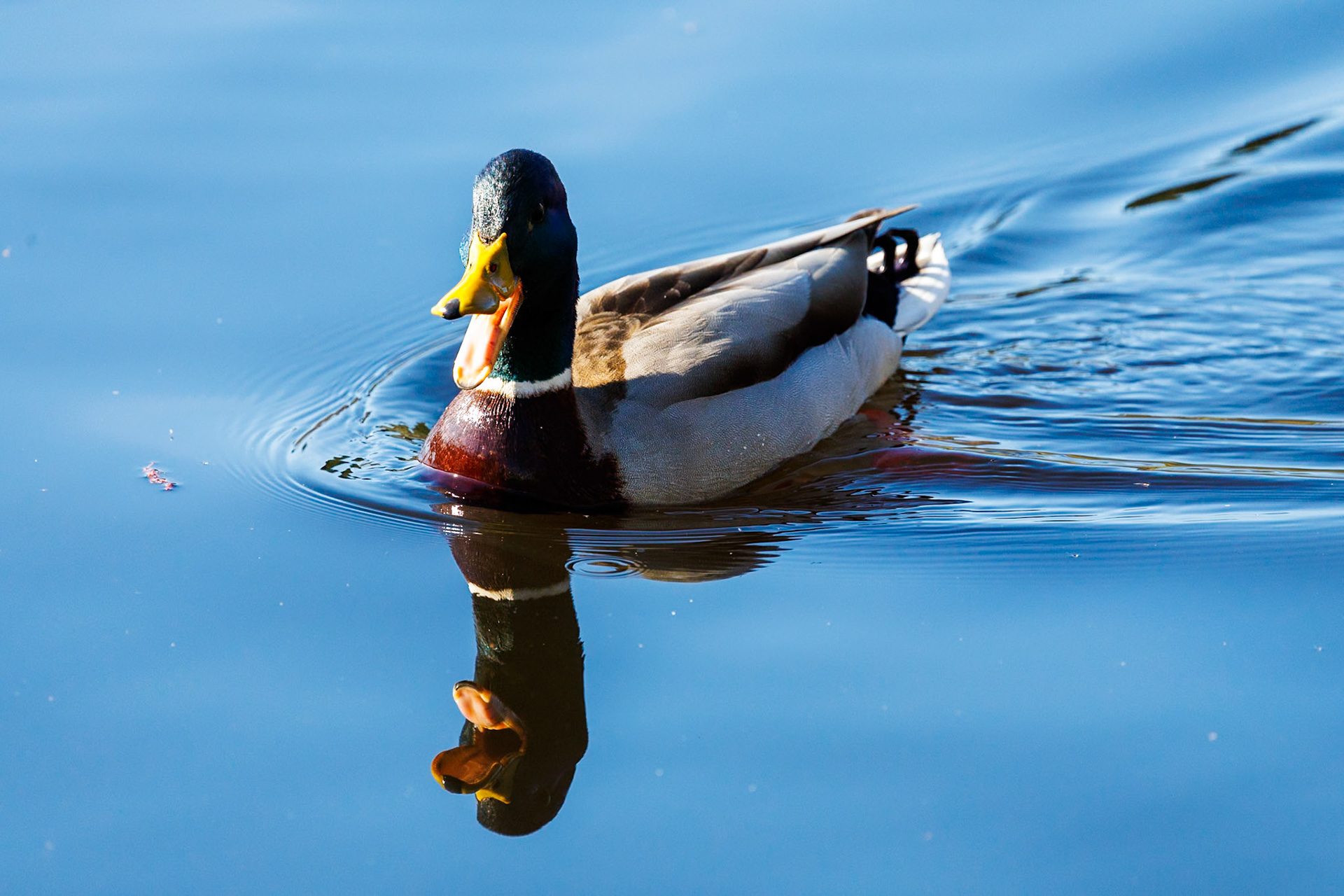 Mallard__2026-03-21__Canon__Canon EOS R3__ RF100-500mm F4.5-7.1 L IS USM__f/7.1__1/2000 sec__Rhododendron Ride__Borough of Runnymede__England__51°25'22.482" N 0°35'40.128" W