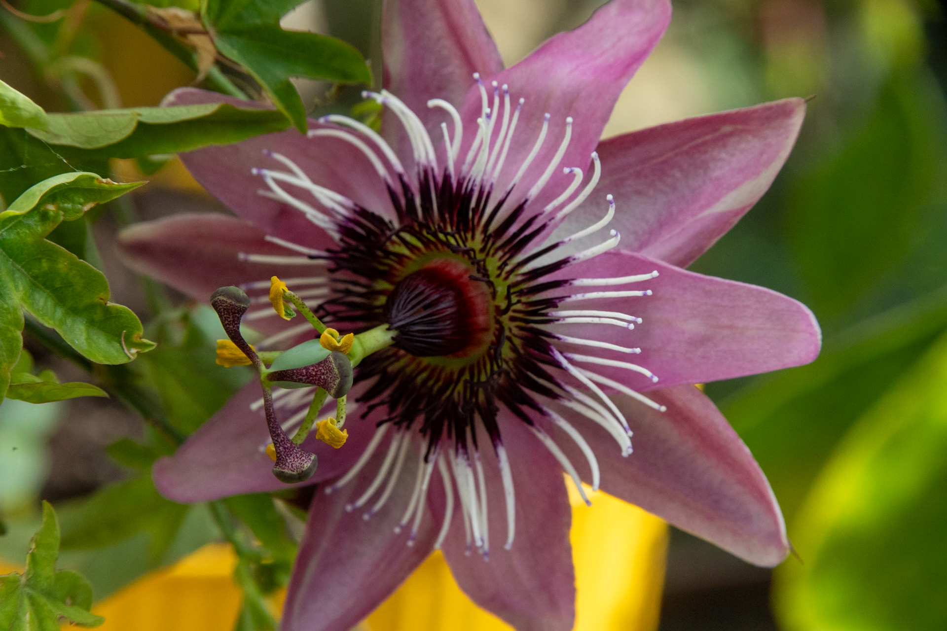 _2023-04-25__Canon__Canon EOS 5D Mark IV__ TAMRON 28-300mm F/3.5-6.3 Di VC PZD A010__f/18__1/250 sec__Staines Road__Wraysbury__England__51°27'18.8568" N 0°33'18.396" W