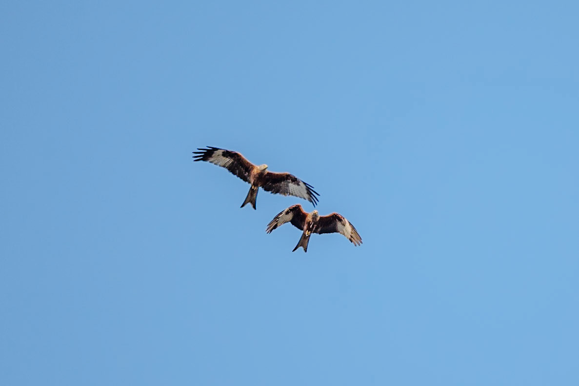 Red Kites__2025-03-26__Canon__Canon EOS R3__ RF70-200mm F2.8 L IS USM__f/3.2__1/4000 sec__Staines Road__Wraysbury__England__51°27'17.6472" N 0°33'17.298" W