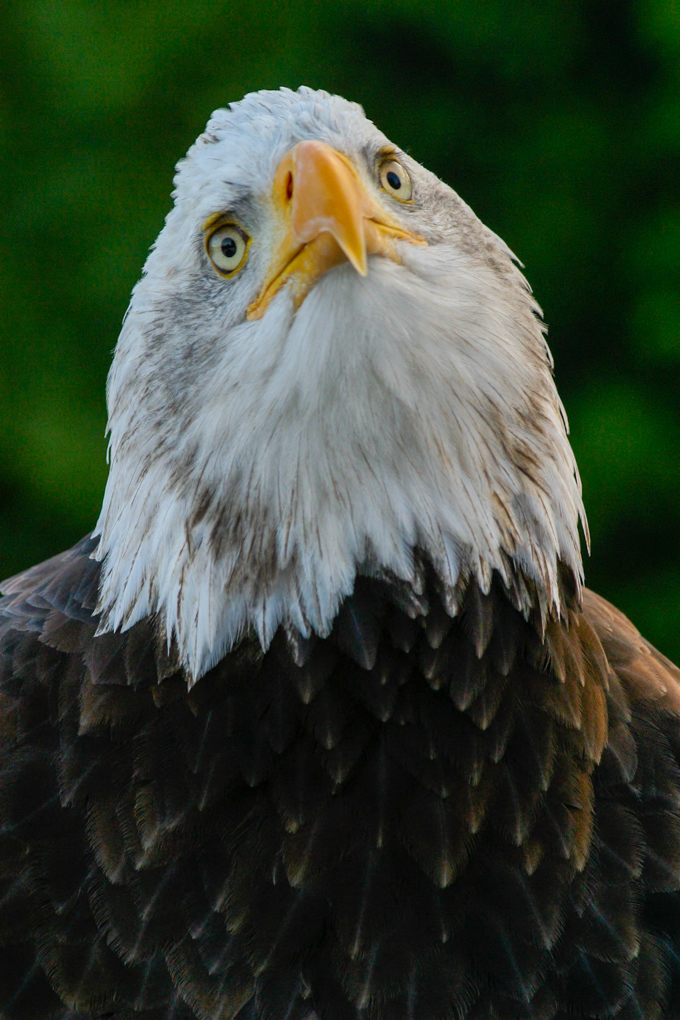 Bald Eagle__2009-04-24__Canon__Canon EOS D60__ __f/6.7__1/250 sec________