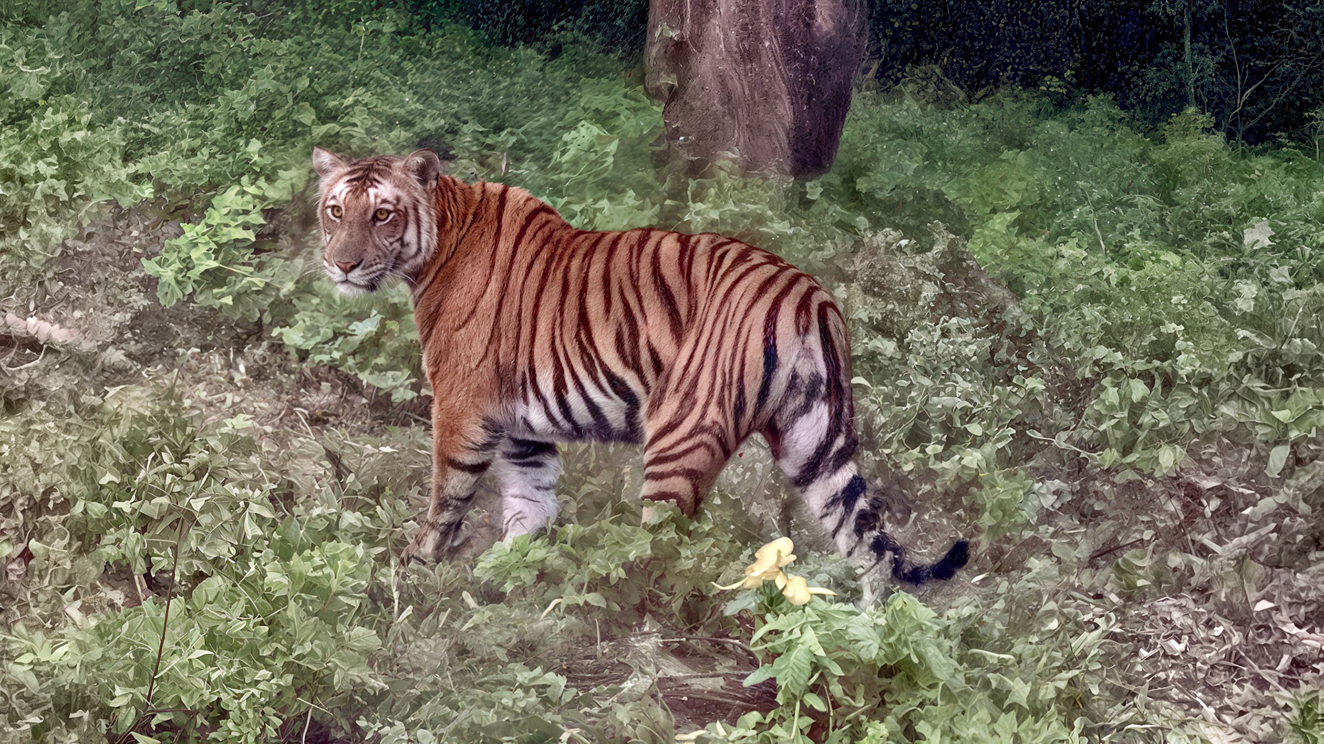 Tiger__2025-07-15______ iPhone 11 Pro back triple camera 6mm f/2______Bandipur National Park____India__