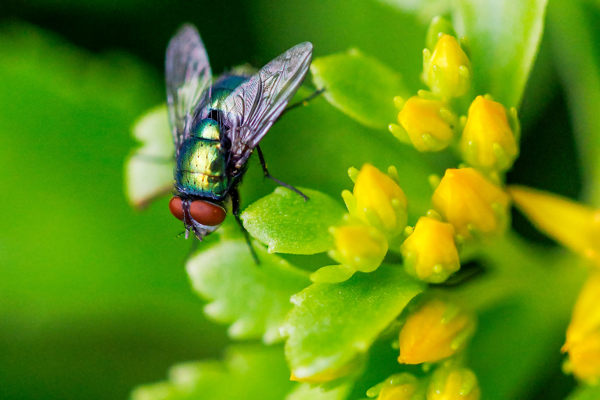 Common Green Bottle on Stonecrop__2024-07-04__Canon__Canon EOS R3__ EF100mm f/2.8L Macro IS USM__f/2.8__1/10000 sec__Staines Road__Wraysbury__England__