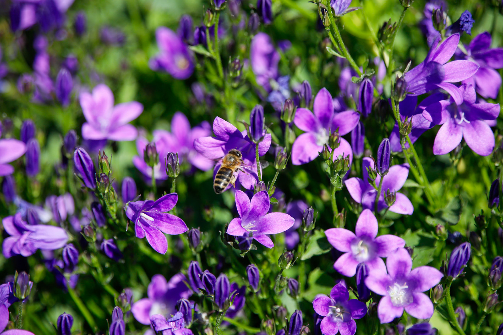 2023-06-02 14:31:06_TAMRON 28-300mm F/3.5-6.3 Di VC PZD A010_f/6.3_1/1250 sec_ID: Campanula portenschlagiana (or similar) — Dalmatian Bellflower_Wraysbury_Berkshire_UK_