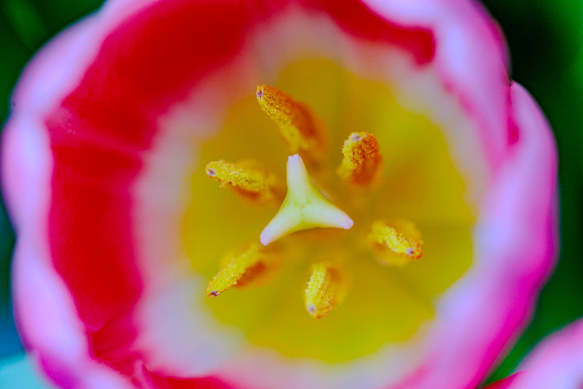 _2025-04-14__Canon__Canon EOS R3__ EF100mm f/2.8L Macro IS USM__f/5__1/400 sec________