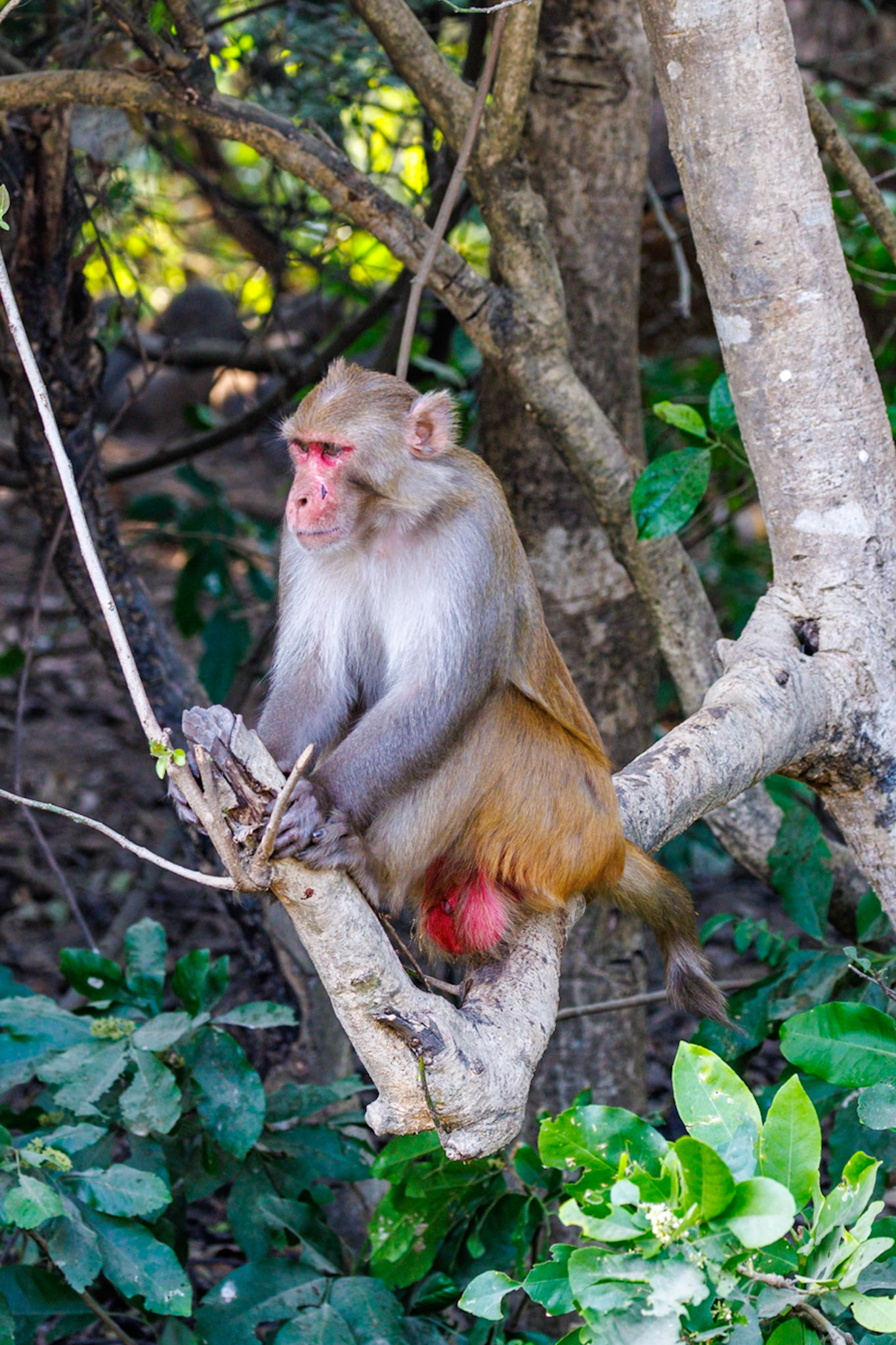 Macaque Monkey__2025-12-02__Canon__Canon EOS R3__ RF100-500mm F4.5-7.1 L IS USM__f/5__1/125 sec____JhirnaFRH__India__29°28'20.8128" N 78°54'15.0408" E