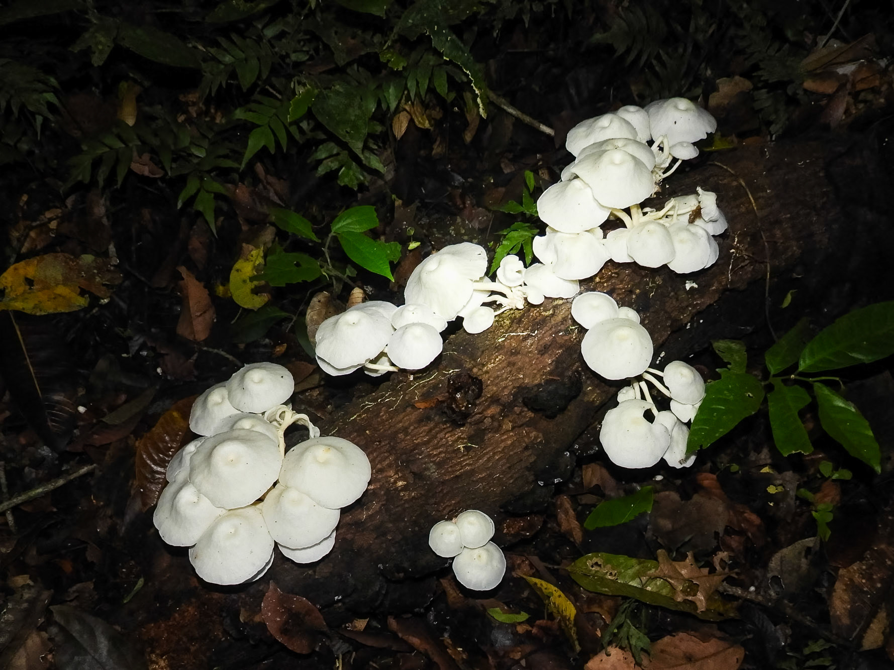 __2018-11-06__Nikon__Coolpix B700__ __f/3.3__1/30 sec________