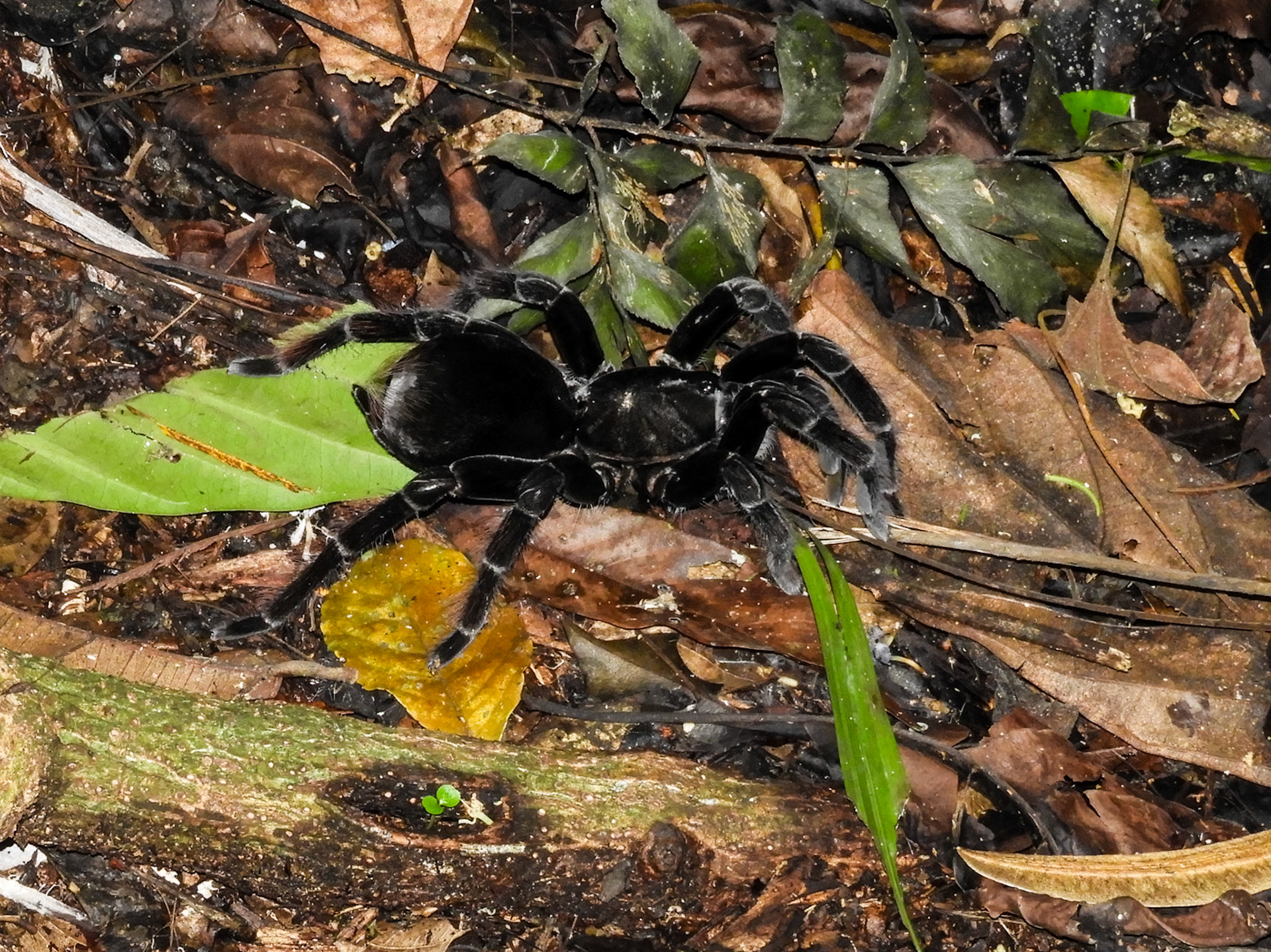 Burrowing Tarantula__2018-11-06__Nikon__Coolpix B700__ __f/5.2__1/60 sec____Las Piedras__Peru__12°32'26.2608" S 69°3'13.7592" W