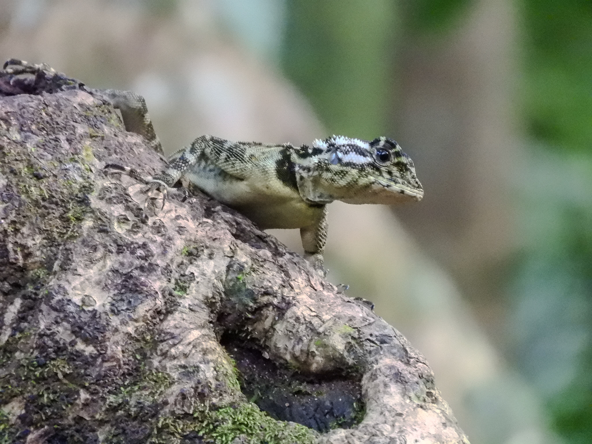 2018-11-04 07:08:58__f/5.6_1/50 sec__Tambopata_Peru_12°36'8.8452" S 69°3'48.33" W