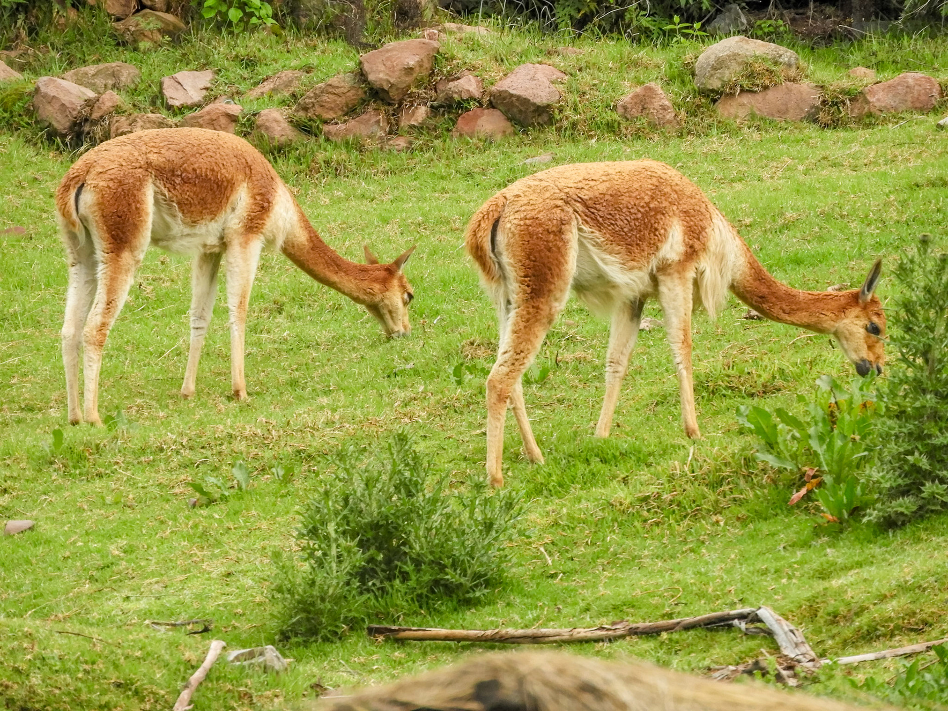 Vicuñas__2018-11-20__Nikon__Coolpix B700__ __f/5.6__1/250 sec__Carretera Cusco- Pisac__Taray__Peru__13°27'59.8932" S 71°53'30.3612" W