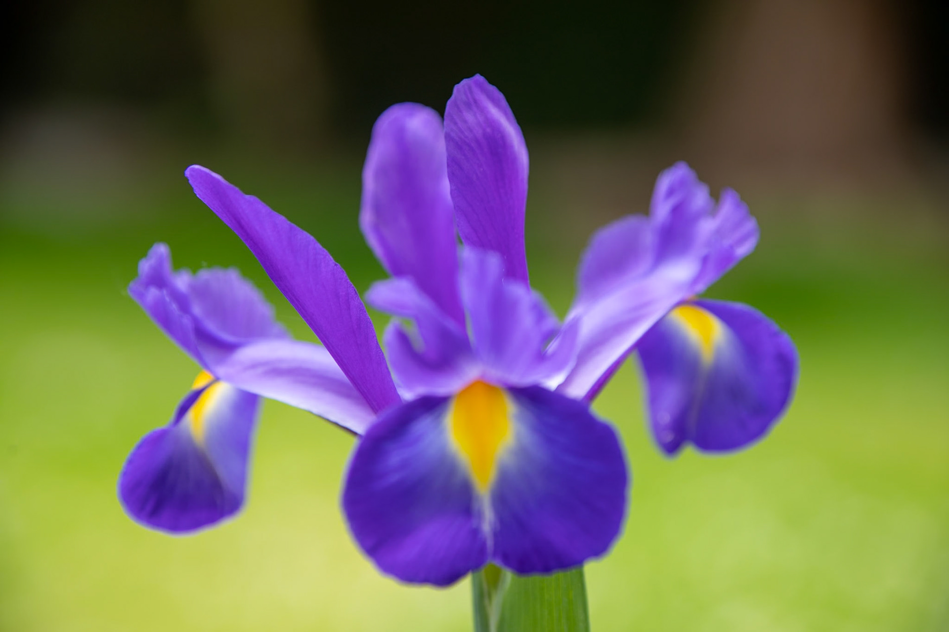 2023-05-15 12:58:54_TAMRON 28-300mm F/3.5-6.3 Di VC PZD A010_f/6.3_1/125 sec_Blue Iris__Ouseley Road_Wraysbury_England_51°27'16.3332" N 0°33'23.6592" W