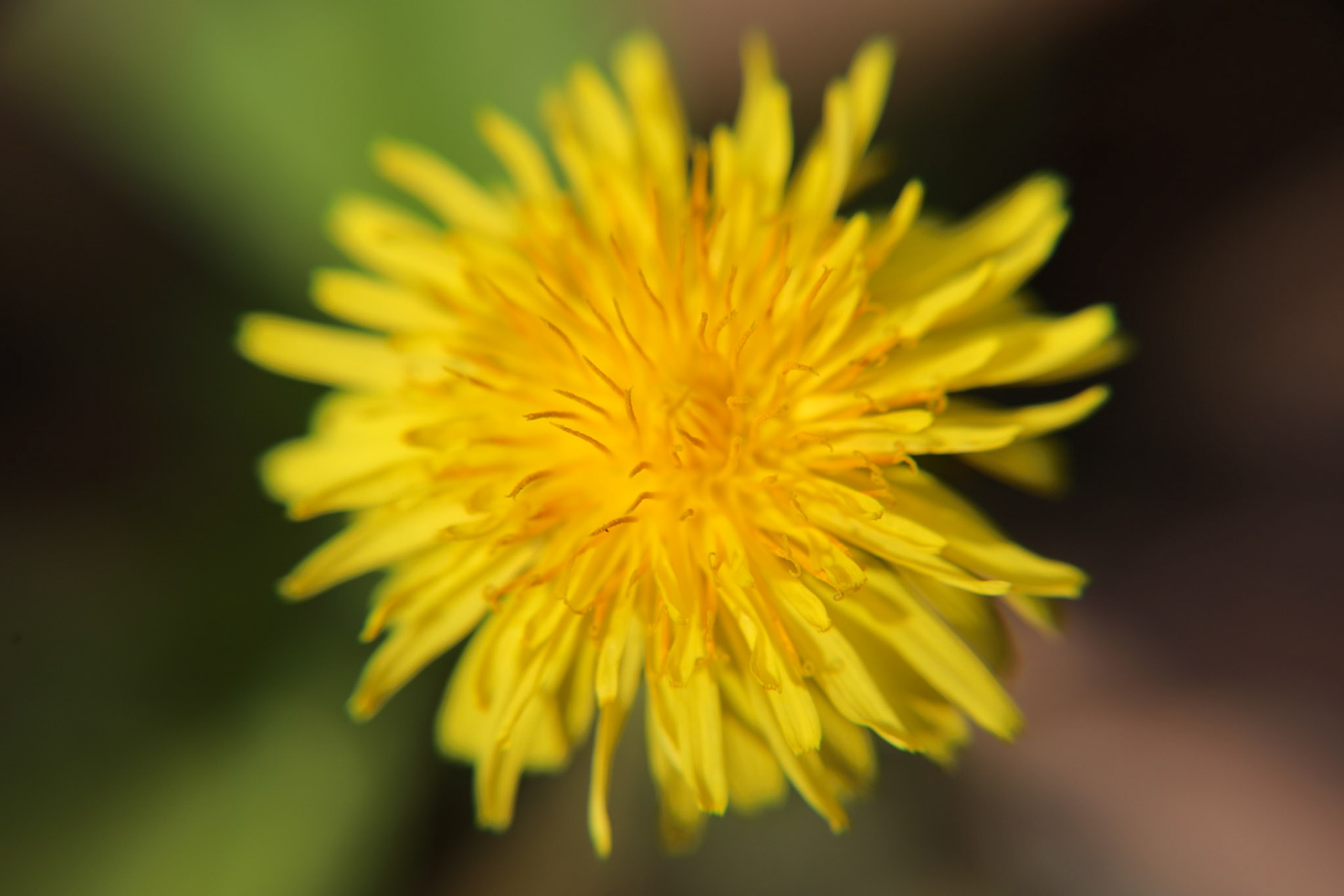 2023-04-19 14:21:29_TAMRON 28-300mm F/3.5-6.3 Di VC PZD A010_f/9_1/200 sec_Dandelion_____