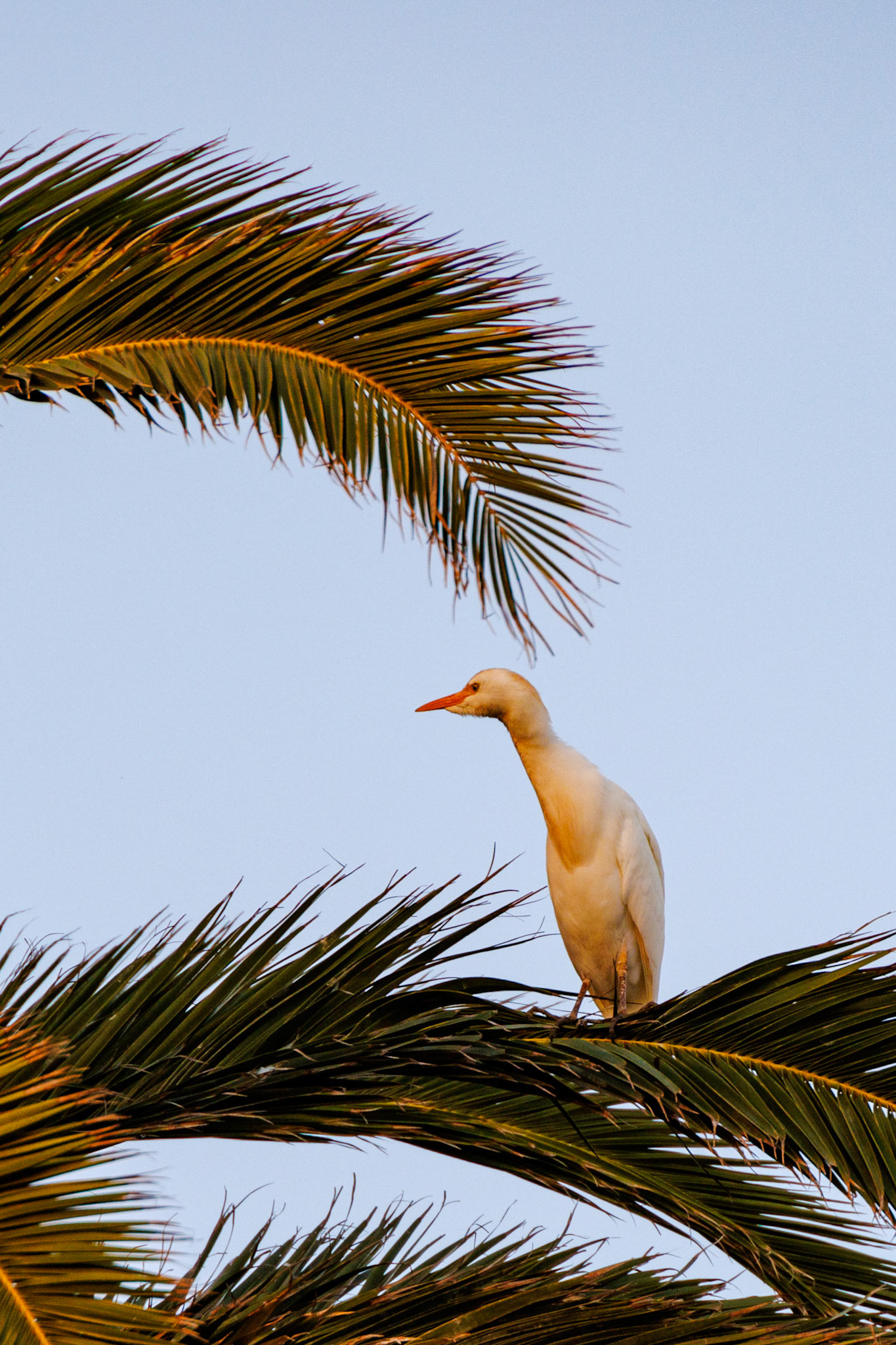 Cattle Egret__2024-12-04__Canon__Canon EOS R3__ RF24-240mm F4-6.3 IS USM__f/6.3__1/250 sec__Avenida Islas Canarias__Teguise__Spain__29°0'0.3888" N 13°29'4.632" W