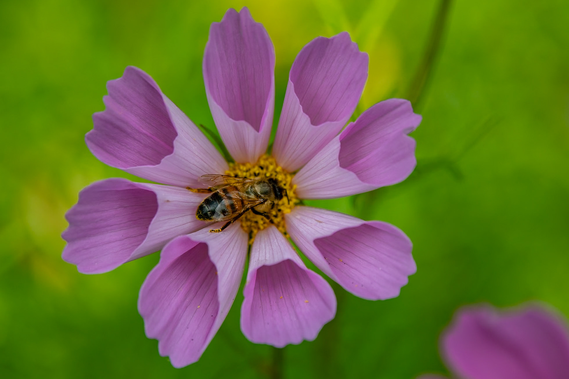2023-08-17 15:45:44_TAMRON 28-300mm F/3.5-6.3 Di VC PZD A010_f/6.3_1/1000 sec_Cosmos bipinnatus – Cosmos  Visitor: Honeybee (Apis mellifera) _Staines Road_Wraysbury_England_51°27'18.7488" N 0°33'17.838" W