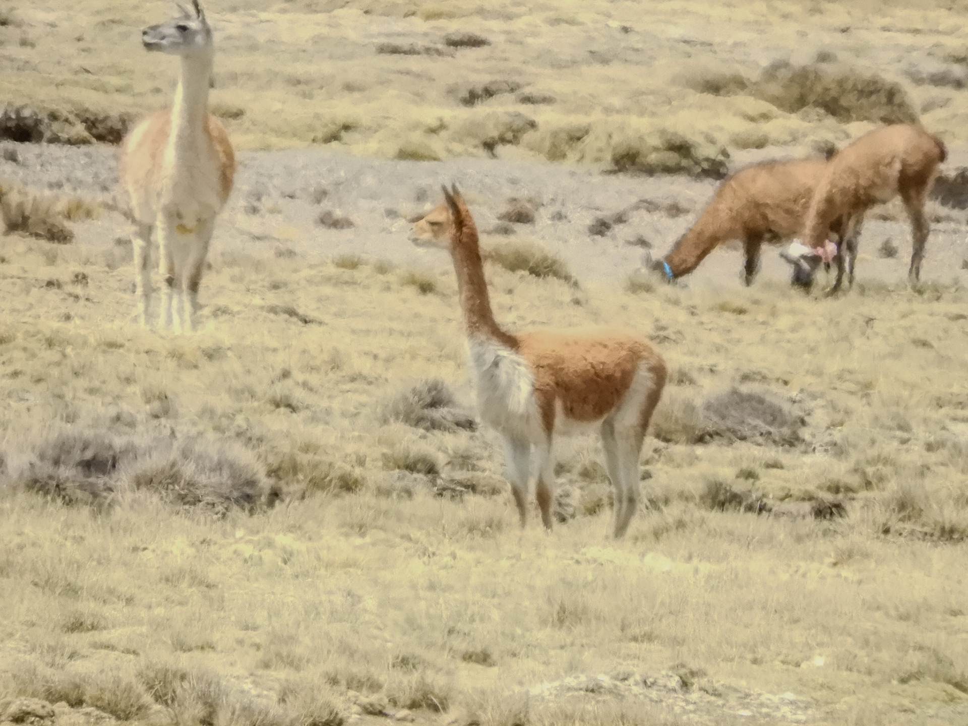 2018-10-27 13:12:44__f/7.6_1/2500 sec_15°50'0.6828" S 71°28'21.684" W