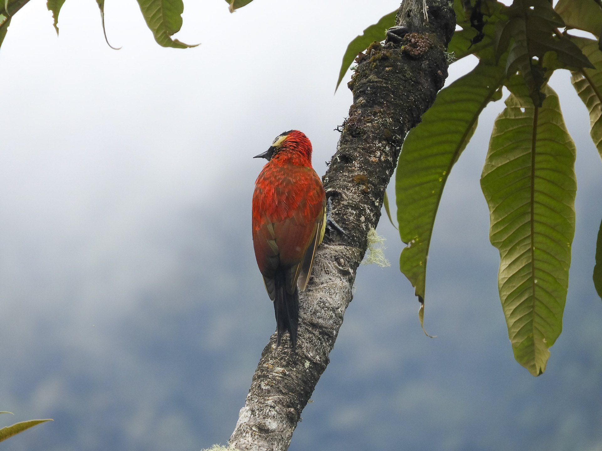 _2018-11-14__Nikon__Coolpix B700__ __f/5.6__1/250 sec__Salkantay Trek__Chaullay__Peru__13°18'51.816" S 72°37'37.056" W
