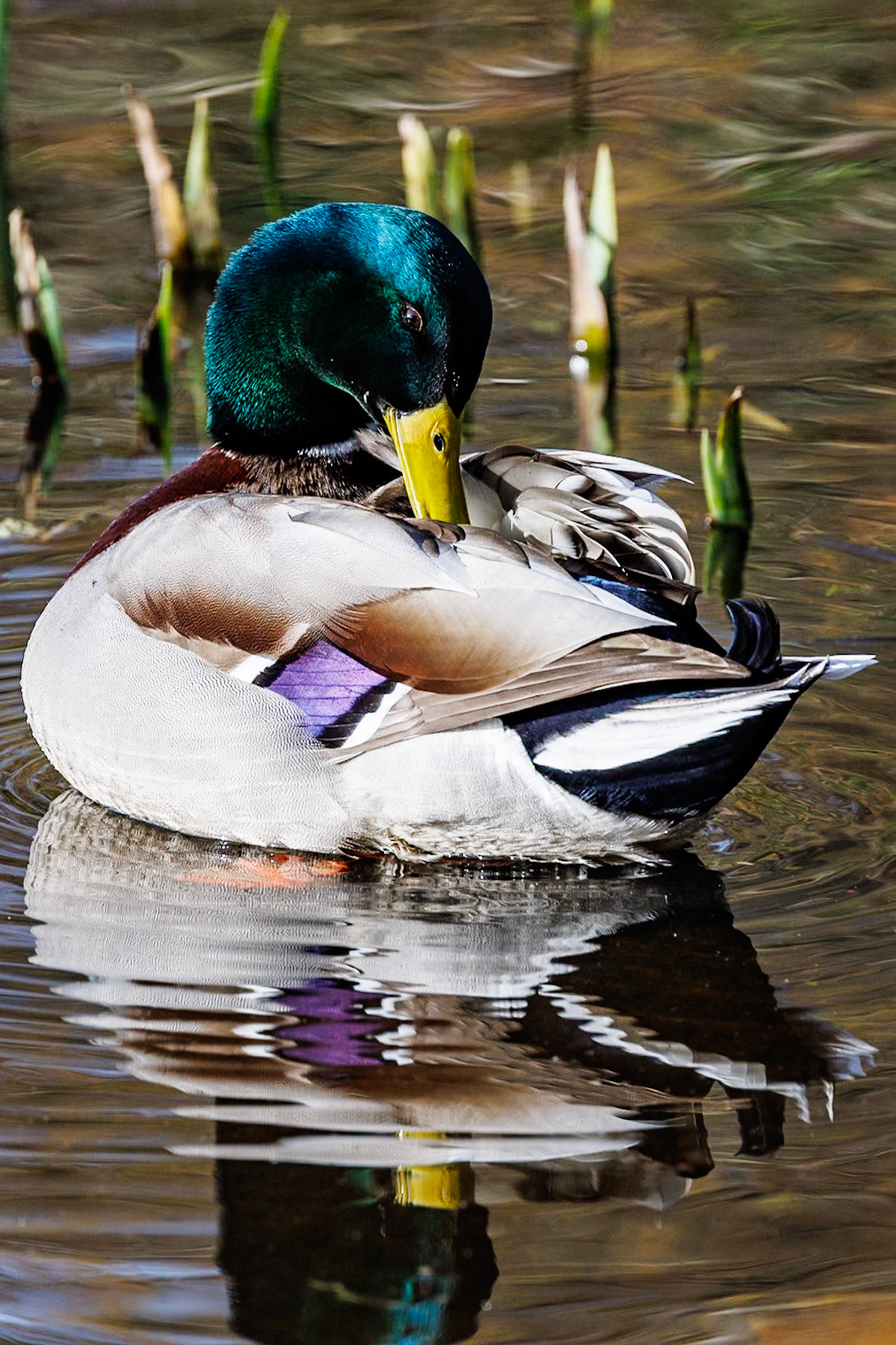 Mallard__2026-02-25__Canon__Canon EOS R3__ RF100-500mm F4.5-7.1 L IS USM__f/8__1/1000 sec__Rhododendron Ride__Borough of Runnymede__England__51°25'24.3012" N 0°35'41.406" W