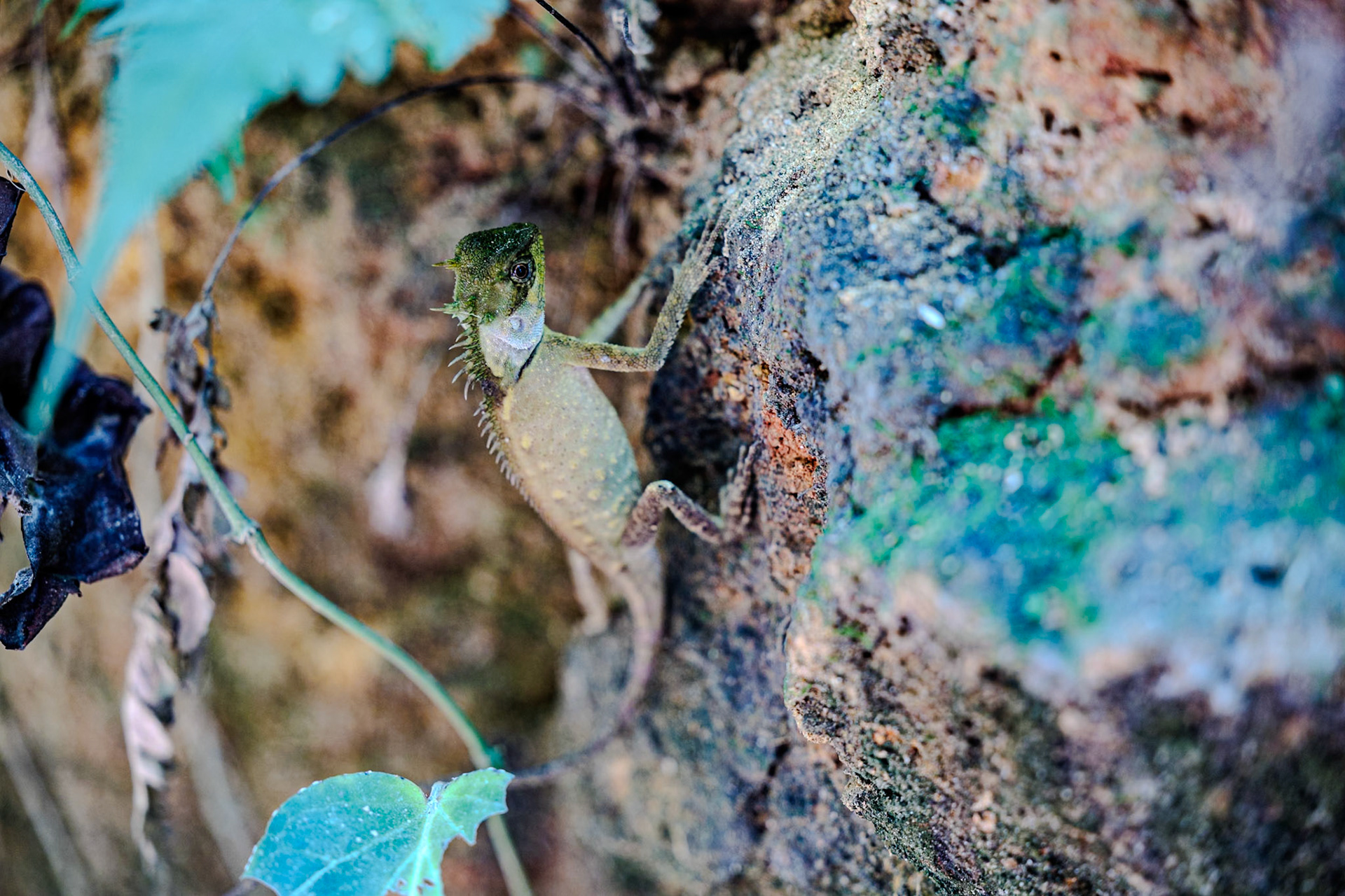 Calotes__2025-02-11__Canon__Canon EOS R3__ RF70-200mm F2.8 L IS USM__f/2.8__1/40 sec__Nature Trail 3____Thailand__8°54'59.1552" N 98°31'37.1208" E