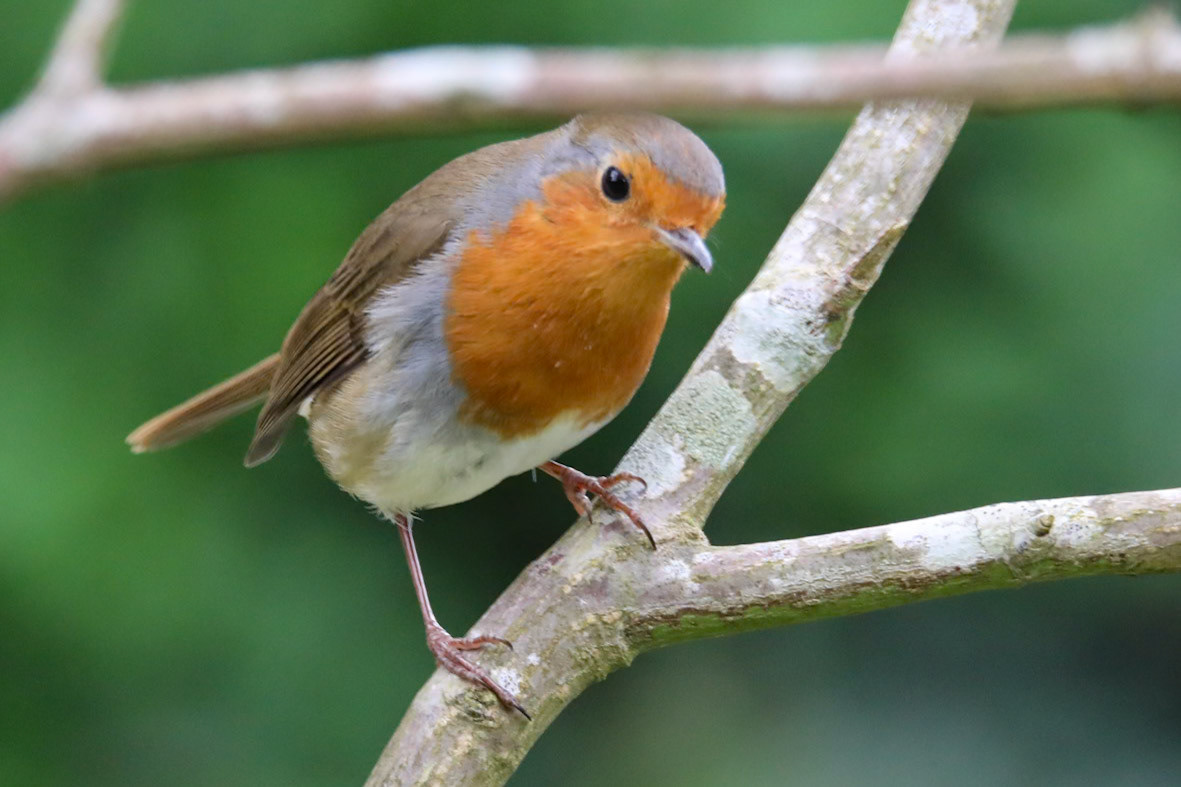 Robin__2023-04-19__Canon__Canon EOS 5D Mark IV__ 150-600mm F5-6.3 DG OS HSM Sports 014__f/6.3__1/500 sec________