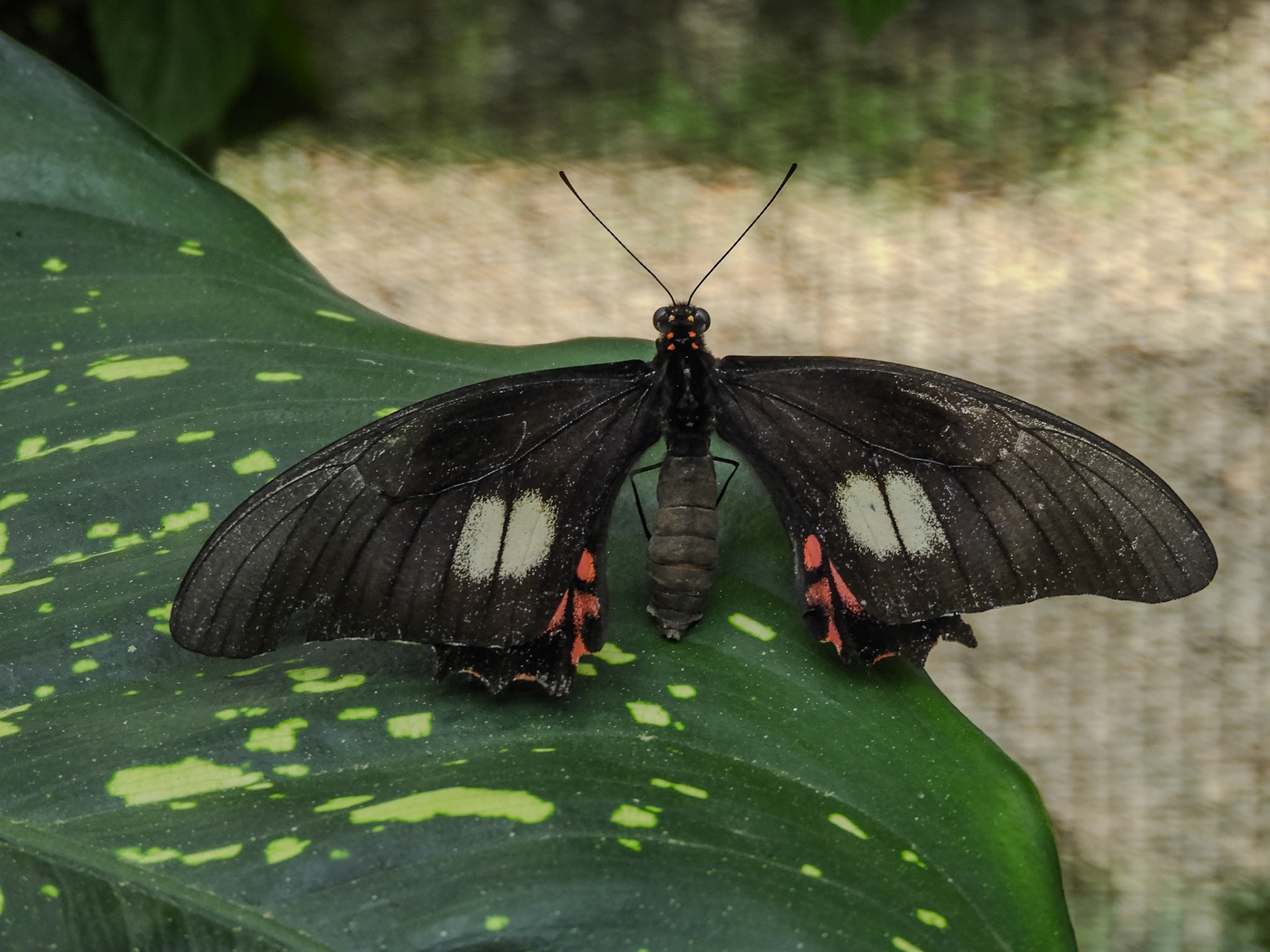 2018-11-07 11:48:31__f/5_1/60 sec_Vía Aeropuertoo_Tambopata_Peru_12°35'59.946" S 69°13'13.4652" W