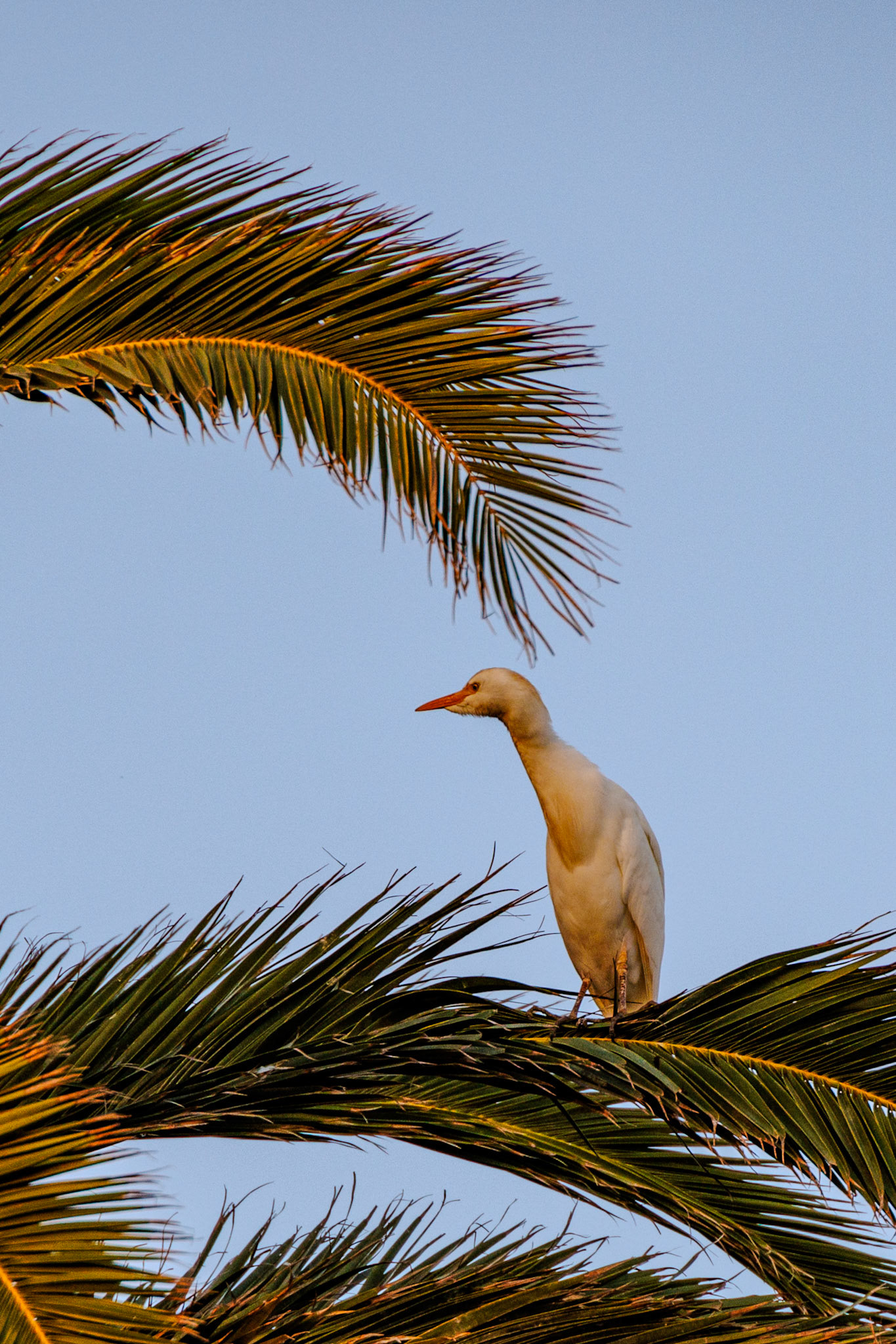 2024-12-04_RF24-240mm F4-6.3 IS USM_f/6.3_1/250 sec___Avenida Islas Canarias_Teguise_Spain_29°0'0.3888" N 13°29'4.632" W