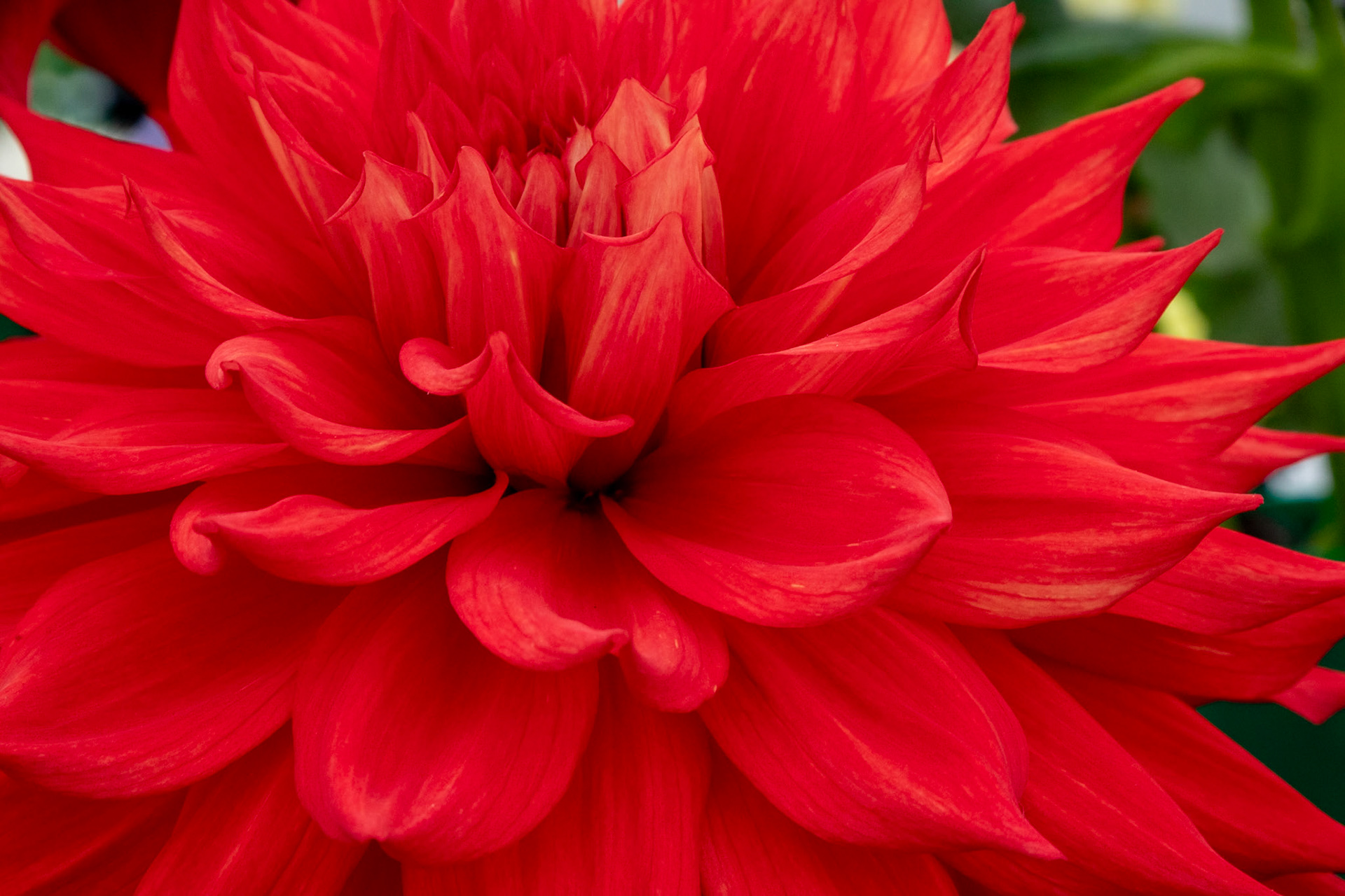 2023-09-05 13:42:36_TAMRON 28-300mm F/3.5-6.3 Di VC PZD A010_f/18_1/100 sec_Dahlia cultivar – Ball type__Portsmouth Road_Woking_England_51°18'55.638" N 0°28'26.4108" W