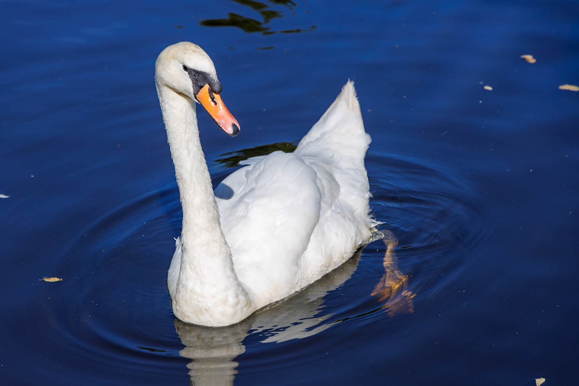 Mute Swan__2024-08-13__Canon__Canon EOS R3__ TAMRON 28-300mm F/3.5-6.3 Di VC PZD A010__f/10__1/400 sec__Broad Ride__Borough of Runnymede__England__51°24'58.6188" N 0°35'27.3012" W