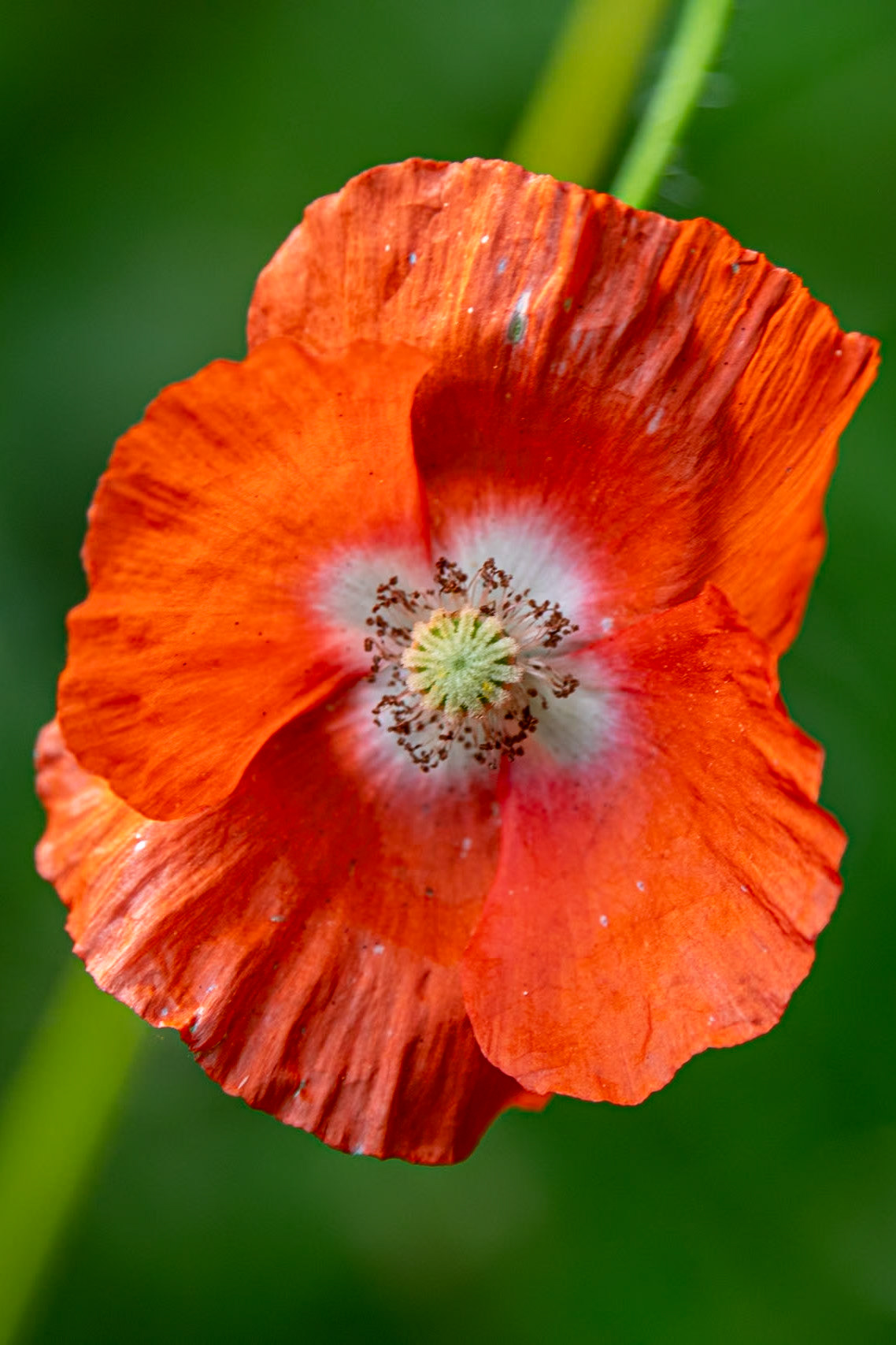 2023-08-17 15:44:26_TAMRON 28-300mm F/3.5-6.3 Di VC PZD A010_f/6.3_1/250 sec_Papaver rhoeas – Common Poppy_Staines Road_Wraysbury_England_51°27'18.8928" N 0°33'17.6832" W