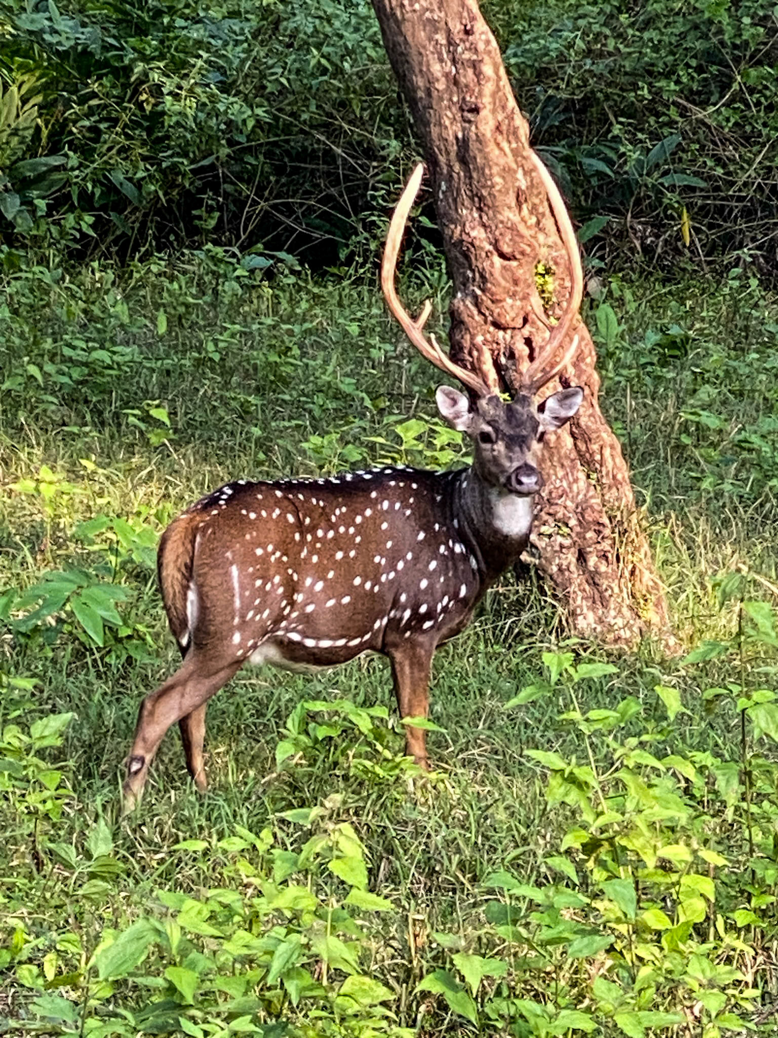 Chital__2022-10-23__Apple__iPhone 11 Pro__ iPhone 11 Pro back triple camera 6mm f/2__f/2__1/120 sec__Bandipur National Park____India__