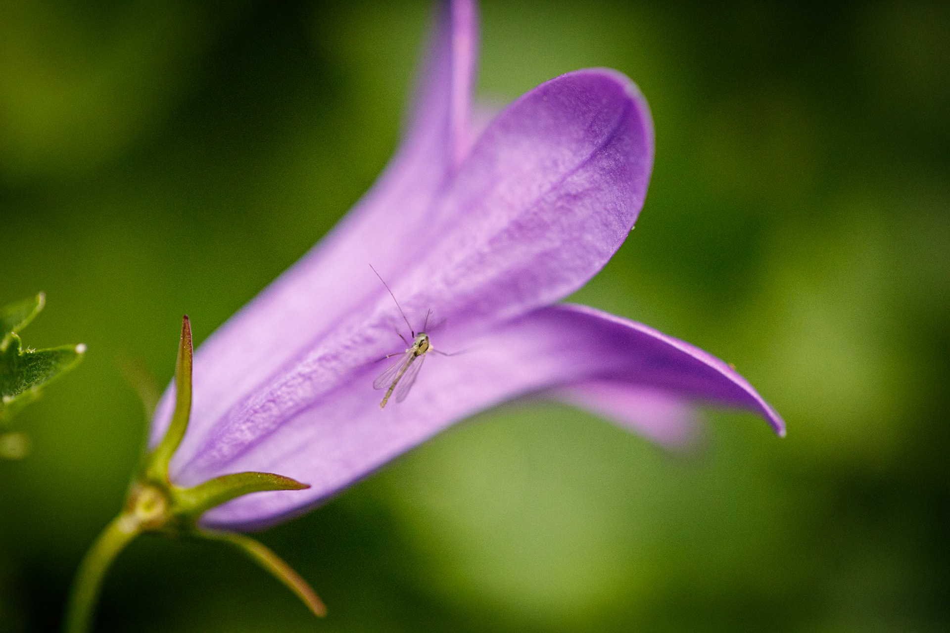 Green Midge on Campanula__2024-06-06__Canon__Canon EOS 5D Mark IV__ EF100mm f/2.8L Macro IS USM__f/3.2__1/8000 sec__Staines Road__Wraysbury__England__51°27'19.2312" N 0°33'18.4428" W