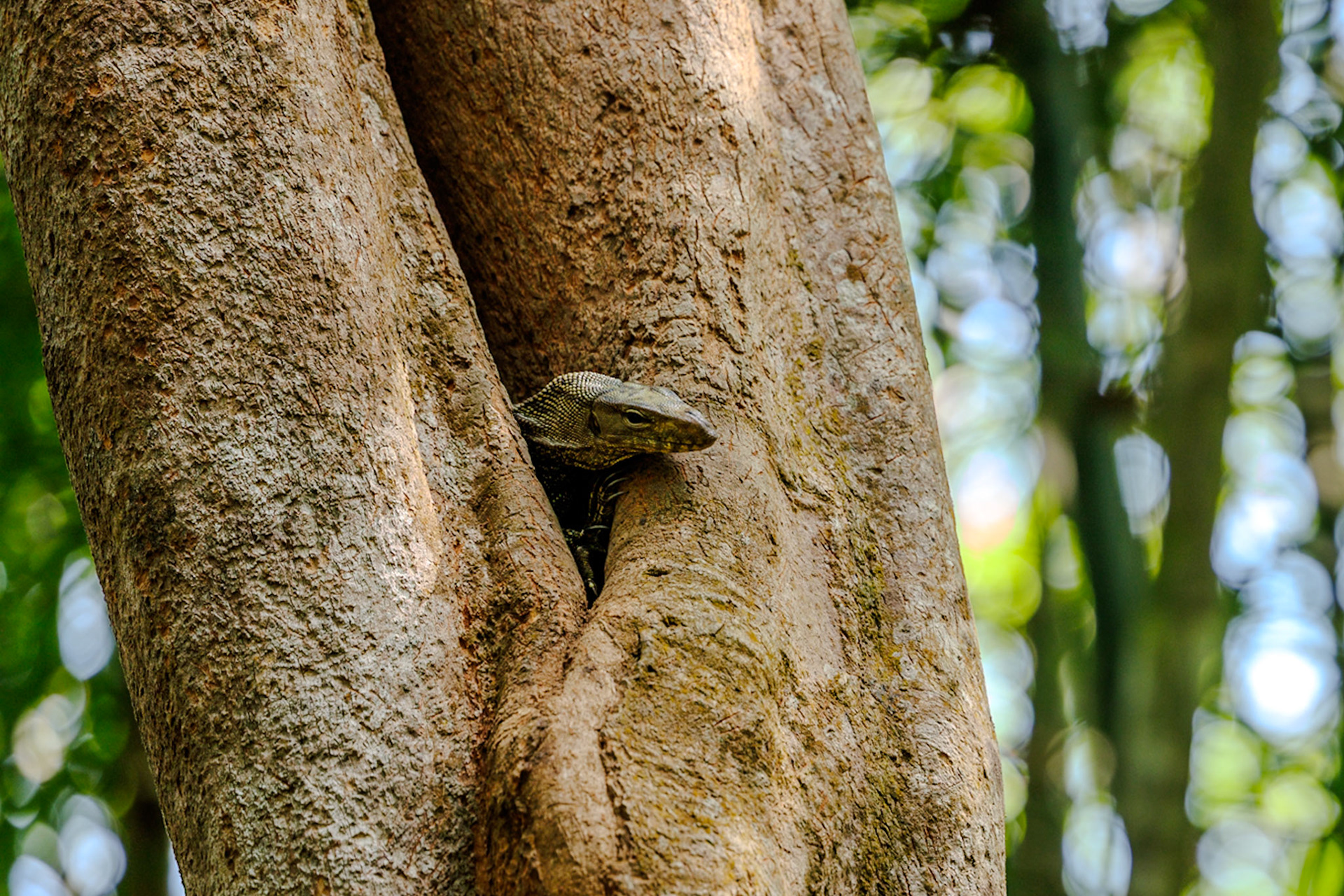 Monitor Lizard__2025-02-11__Canon__Canon EOS R3__ RF70-200mm F2.8 L IS USM__f/2.8__1/250 sec__Path to Wang Pai Ha____Thailand__8°54'48.5388" N 98°31'12.27" E