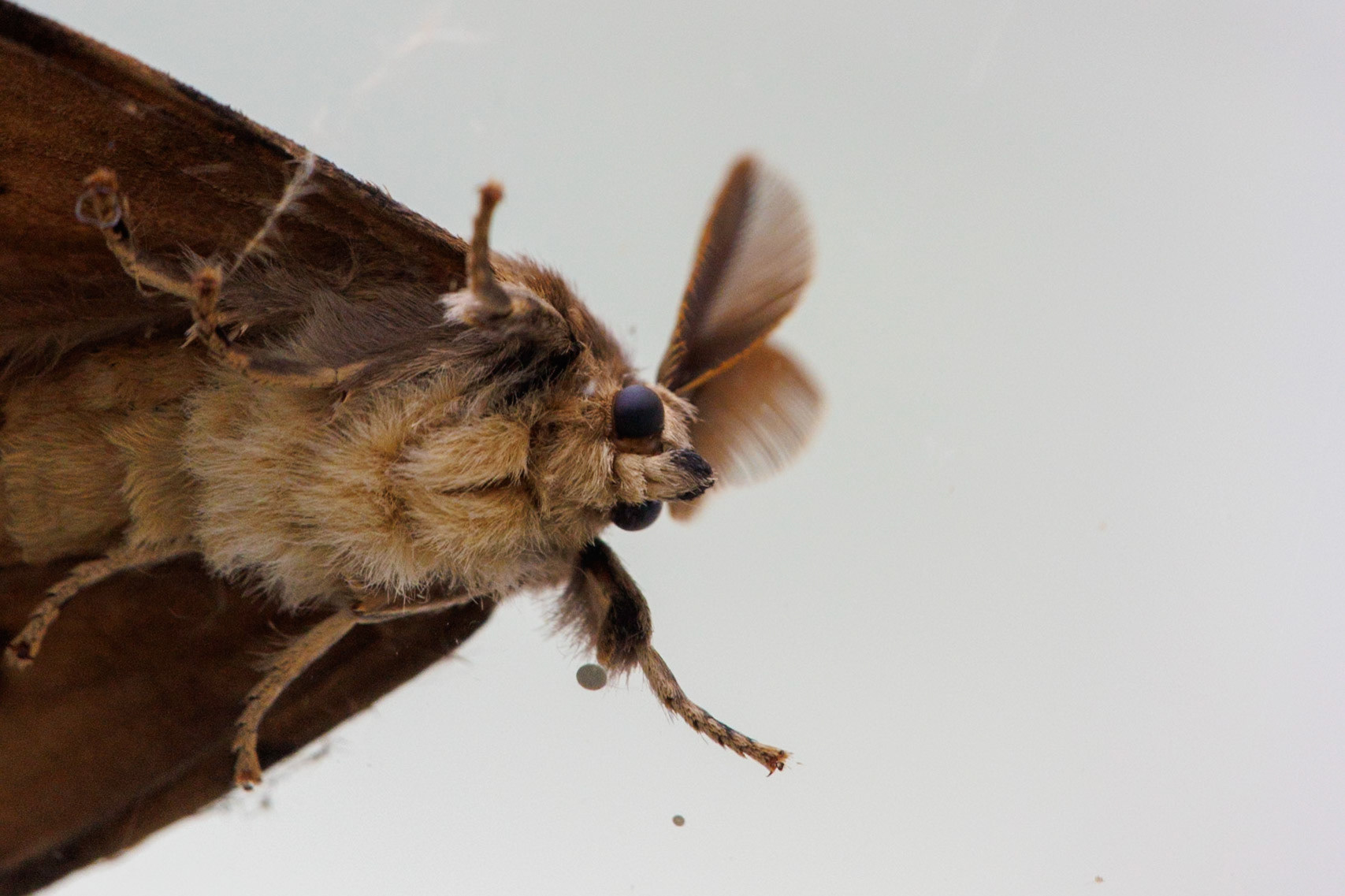 2024-08-07 11:48:33_EF100mm f/2.8L Macro IS USM_f/10_1/125 sec____