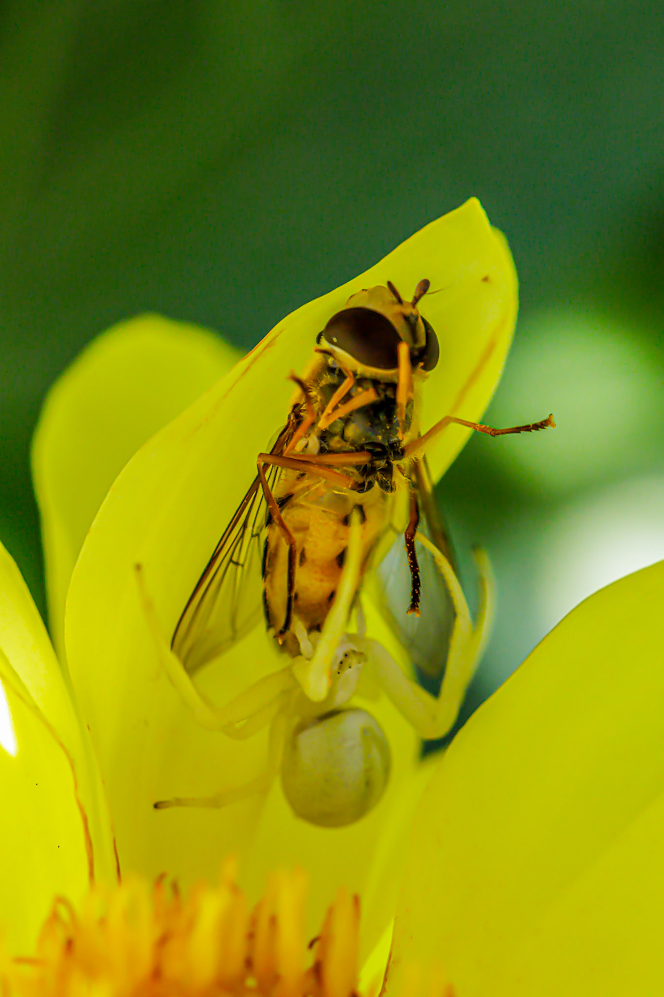 Flower Crab Spider and Syrphid fly__2025-08-25__Canon__Canon EOS R3__ EF100mm f/2.8L Macro IS USM__f/7.1__1/640 sec__Old School Court__Hythe End__England__51°27'18.8532" N 0°33'17.7228" W