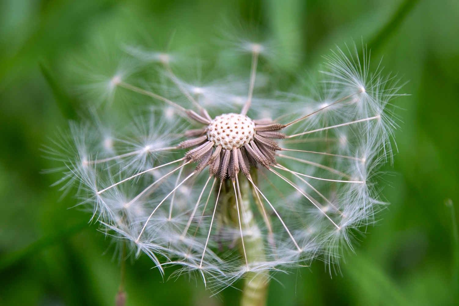 2023-05-14 18:44:50_TAMRON 28-300mm F/3.5-6.3 Di VC PZD A010_f/6.3_1/320 sec_Taraxacum officinale — Common Dandelion_Staines Road_Wraysbury_England_51°27'18.882" N 0°33'18.144" W