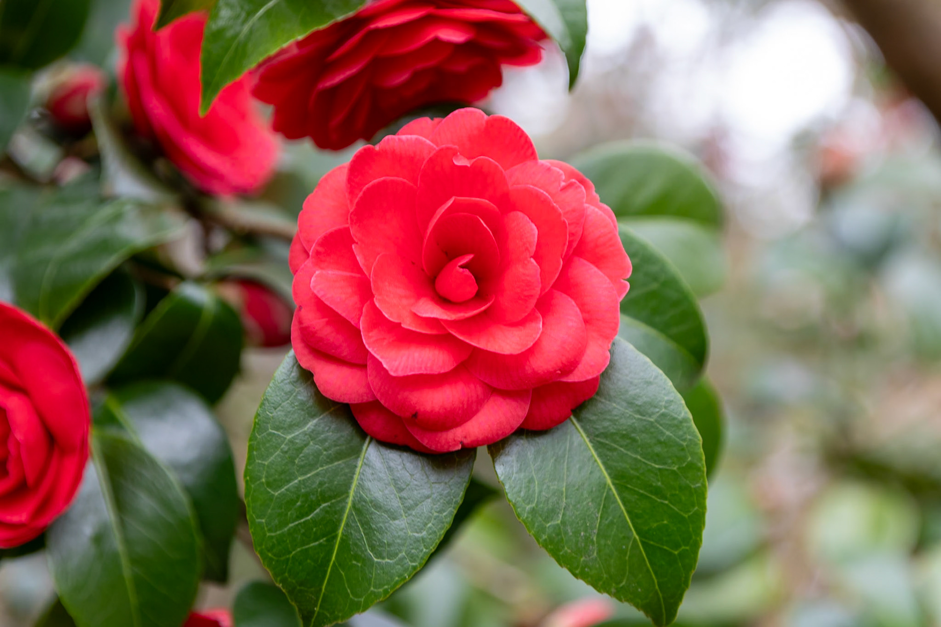 _2023-03-20__Canon__Canon EOS 5D Mark IV__ TAMRON 28-300mm F/3.5-6.3 Di VC PZD A010__f/5__1/80 sec__The Valley Gardens__Old Windsor__England__51°24'46.4688" N 0°36'6.2388" W