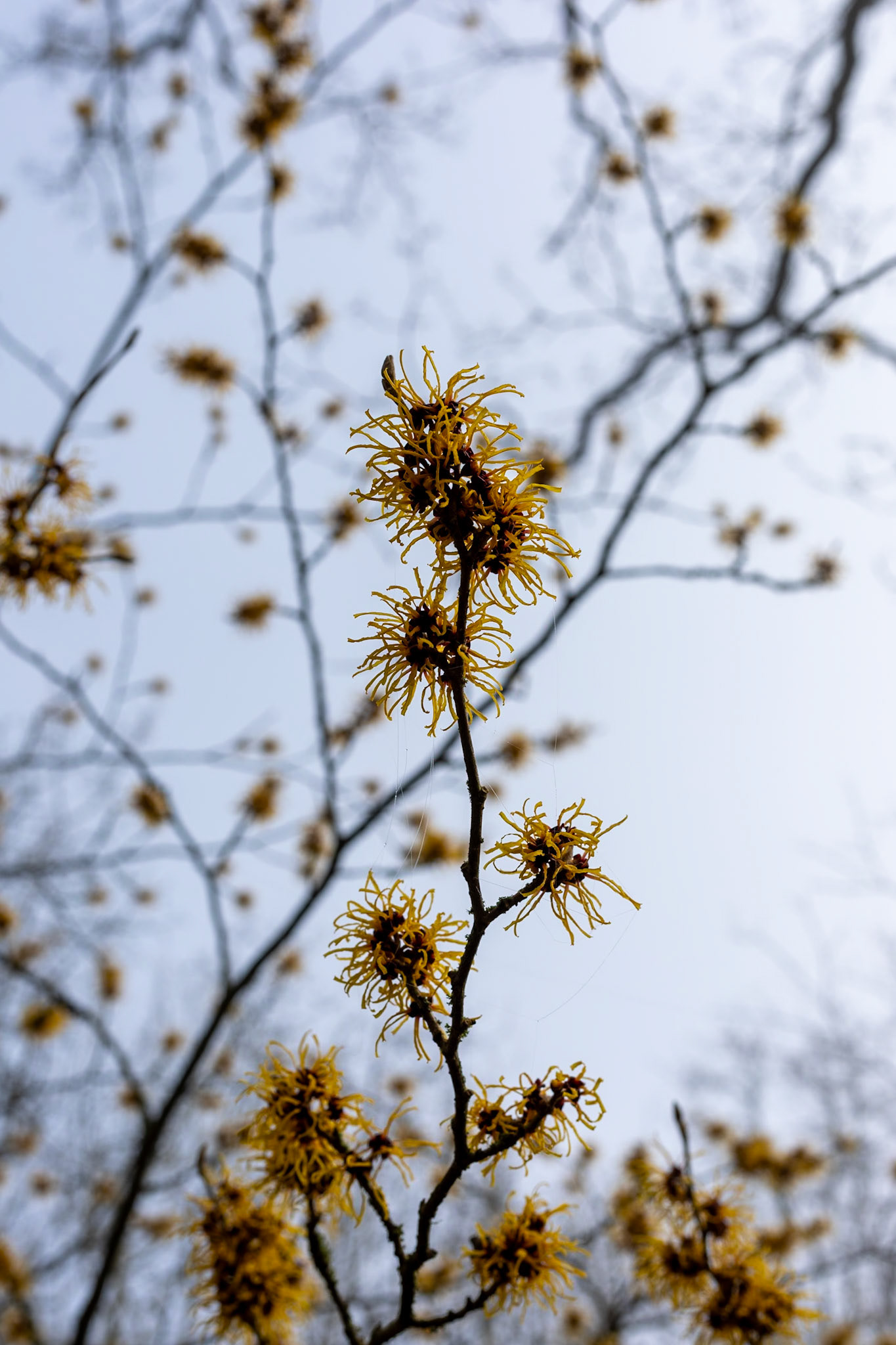 _2023-02-07__Canon__Canon EOS 5D Mark IV__ EF50mm f/1.8 STM__f/8__1/320 sec__The Valley Gardens__Old Windsor__England__51°24'58.4712" N 0°36'12.3192" W