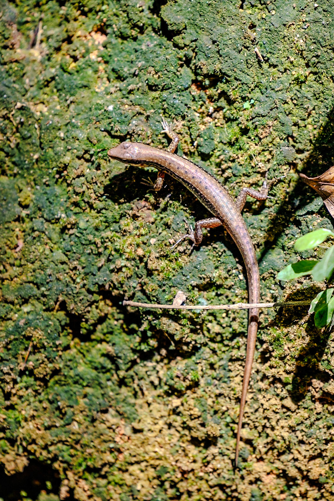 __2025-02-11__Canon__Canon EOS R3__ RF70-200mm F2.8 L IS USM__f/2.8__1/2000 sec______Thailand__8°54'52.092" N 98°31'21.816" E